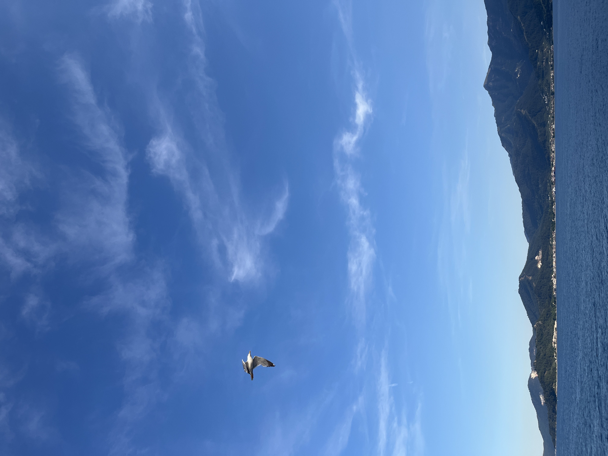 A seagull flies in a clear blue sky with wispy clouds above a body of water. In the distance, a range of tree-covered mountains with some settlements is visible along the coastline.