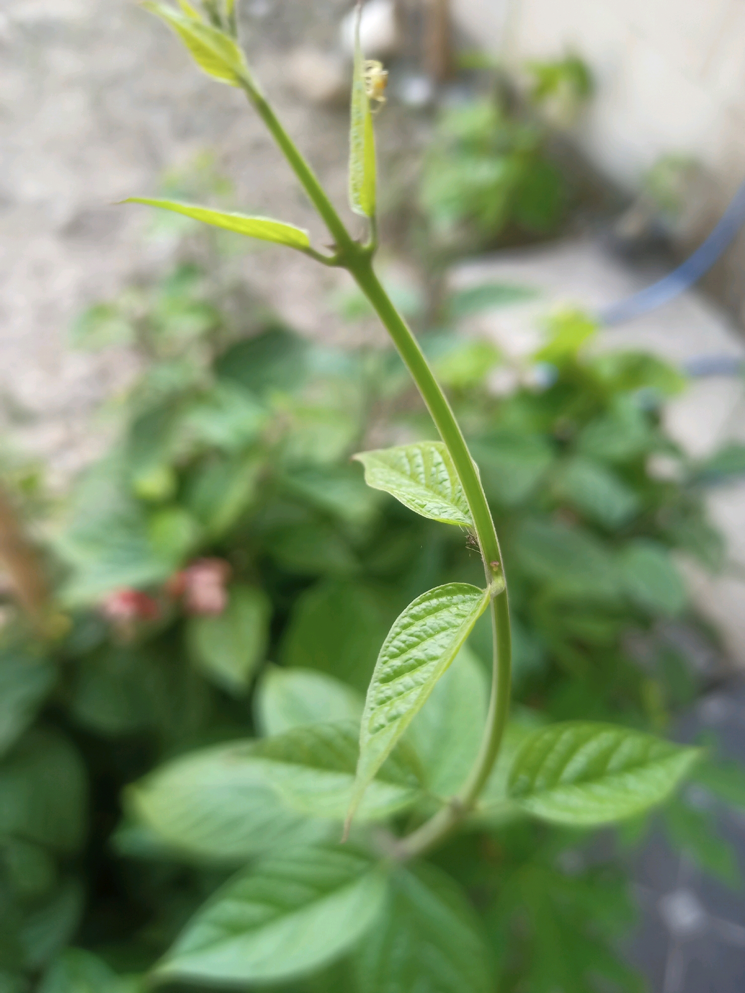 The image shows a close-up view of a green plant stem with leaves. The stem is thin and upright, with a few small leaves emerging from it. The leaves are light green and have a slightly textured surface. In the background, other green foliage is visible, some of which is out of focus. The overall impression is of a plant growing in an outdoor environment. The scene is likely located in Karangtalun, Indonesia, given the context. There are no people or significant objects in the image.