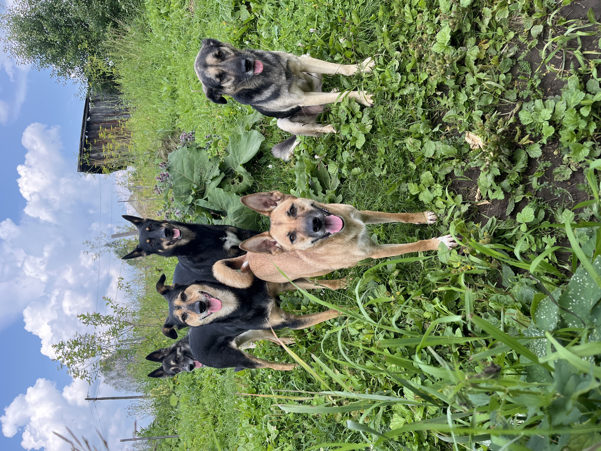 Five dogs are gathered in a grassy area, with a wooden structure and trees visible in the background. The dogs, of various breeds and colors, are standing and sitting, some with their tongues hanging out. The environment appears to be outdoors, with a cloudy sky overhead. The scene suggests a rural or semi-rural setting. The specific location in Nizhny Tagil, Russia is not ascertainable from the image.