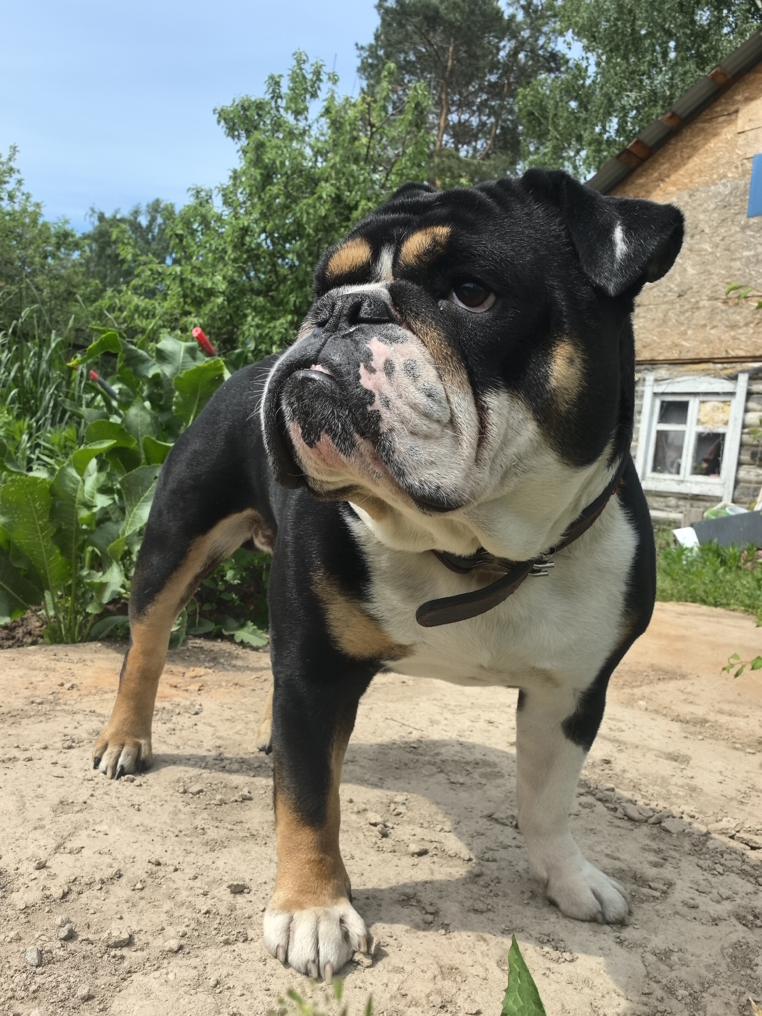 The image shows a tri-color (black, tan, and white) English Bulldog standing outdoors on a dirt surface. The dog wears a brown leather collar. Behind the dog, there is green foliage and a partially visible wooden building with a window. The sky is visible in the upper left corner. The location is Noviy, Russia.