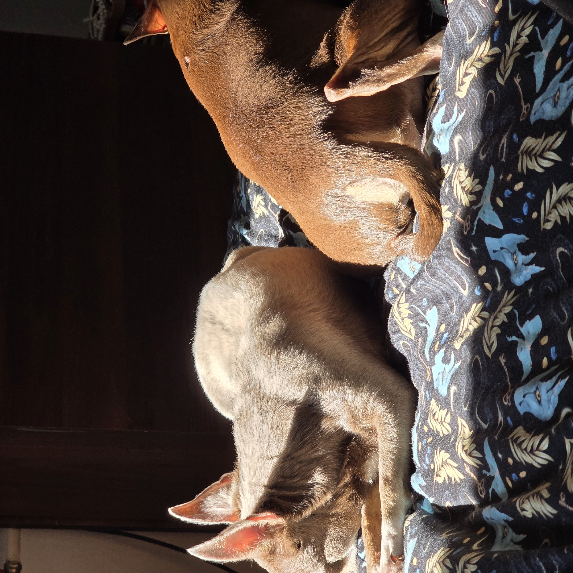 Two dogs are lying on a dark blue patterned fabric. The dog closer to the viewer has light beige fur. The other dog has brown fur. The image appears to be taken indoors, with a dark wooden surface visible in the background. Sunlight is illuminating the dogs. The location, Saint Petersburg, Russia, is not discernible from the image.