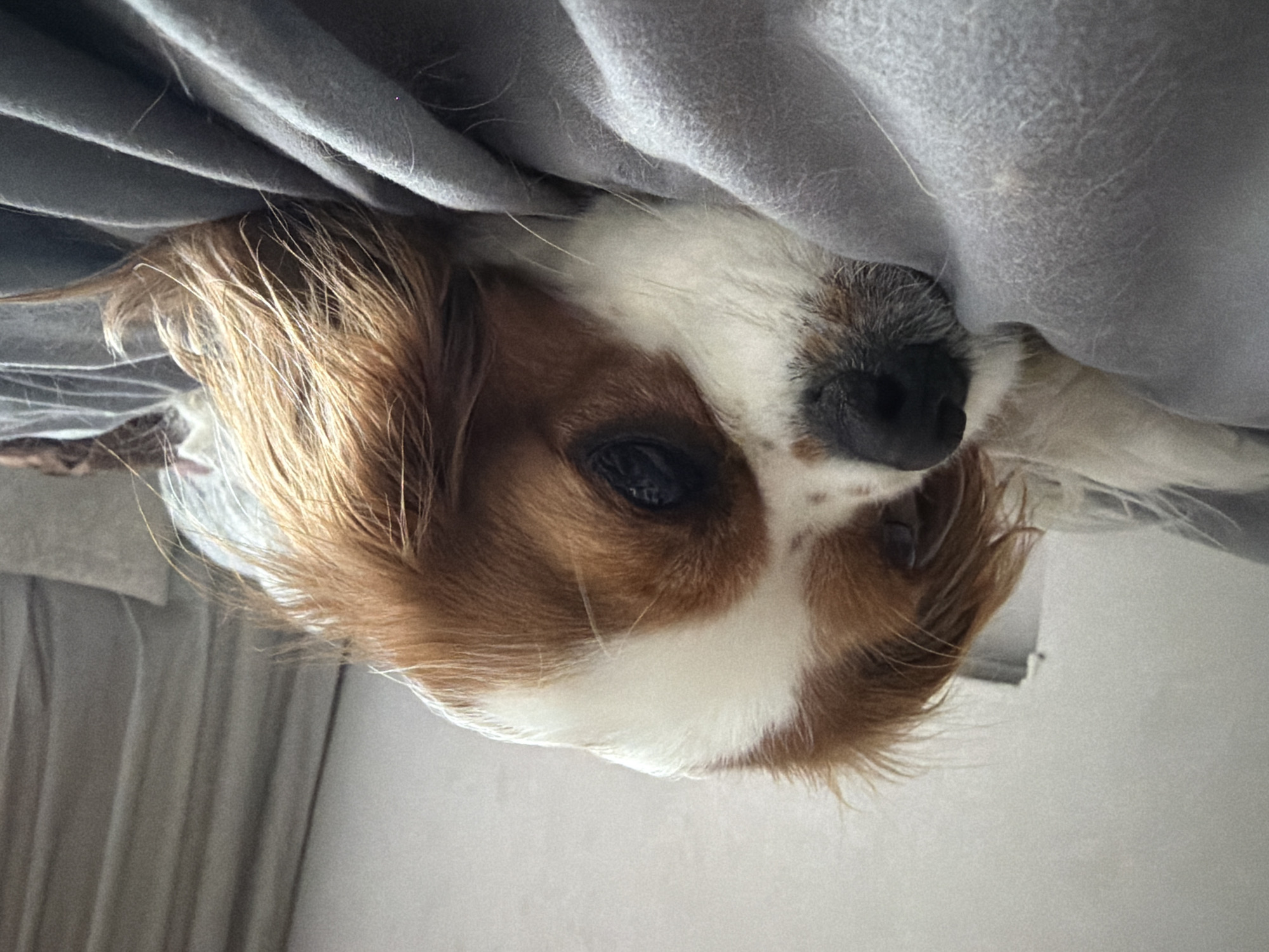 The image depicts a Blenheim Cavalier King Charles Spaniel resting indoors on a bed in Chaikovsky, Russia. The dog is positioned prone, with its head laid upon a rumpled gray fabric, likely a duvet or blanket. Its left eye is partially visible, appearing dark, and its black muzzle is oriented towards the left side of the frame. The dog's fur displays characteristic chestnut and white markings, with long, feathery chestnut-colored ears framing its face. In the background, a plain light-colored wall is visible to the upper left, while a muted beige or light brown curtain hangs in soft folds to the upper right. Below the curtain, a section of a similarly colored upholstered headboard or cushion is present. No human subjects are visible. The dog exhibits no apparent action beyond resting.