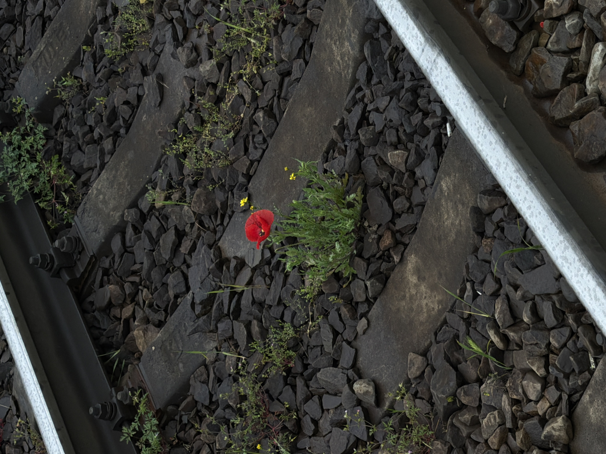 The image depicts a section of a railroad track bed in Beryozovy, Russia. The tracks are oriented diagonally across the frame. The railway track is composed of ballast gravel, wooden or stone sleepers, and steel rails. A single red poppy grows amongst the gravel and scattered weeds in the center of the frame. No people, animals, or other subjects are visible. The environment consists of the railroad track infrastructure and sparse vegetation.