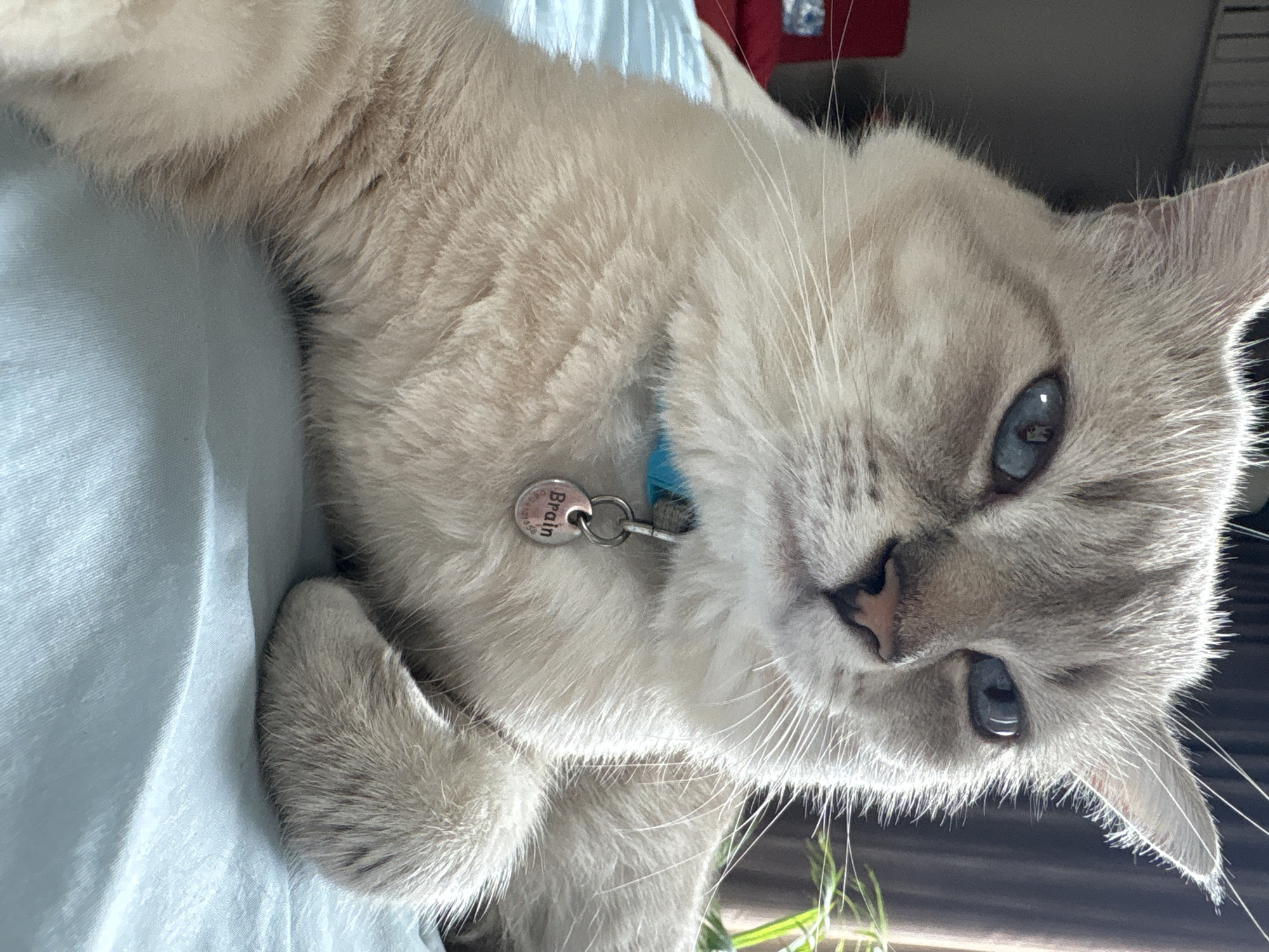 A domestic cat with blue eyes and light brown and white fur lies on a light blue surface. The cat is wearing a blue collar with a pink tag that reads "Brain". The background includes a window with brown curtains and a hint of green foliage. There are no people in the image. The scene is indoors.