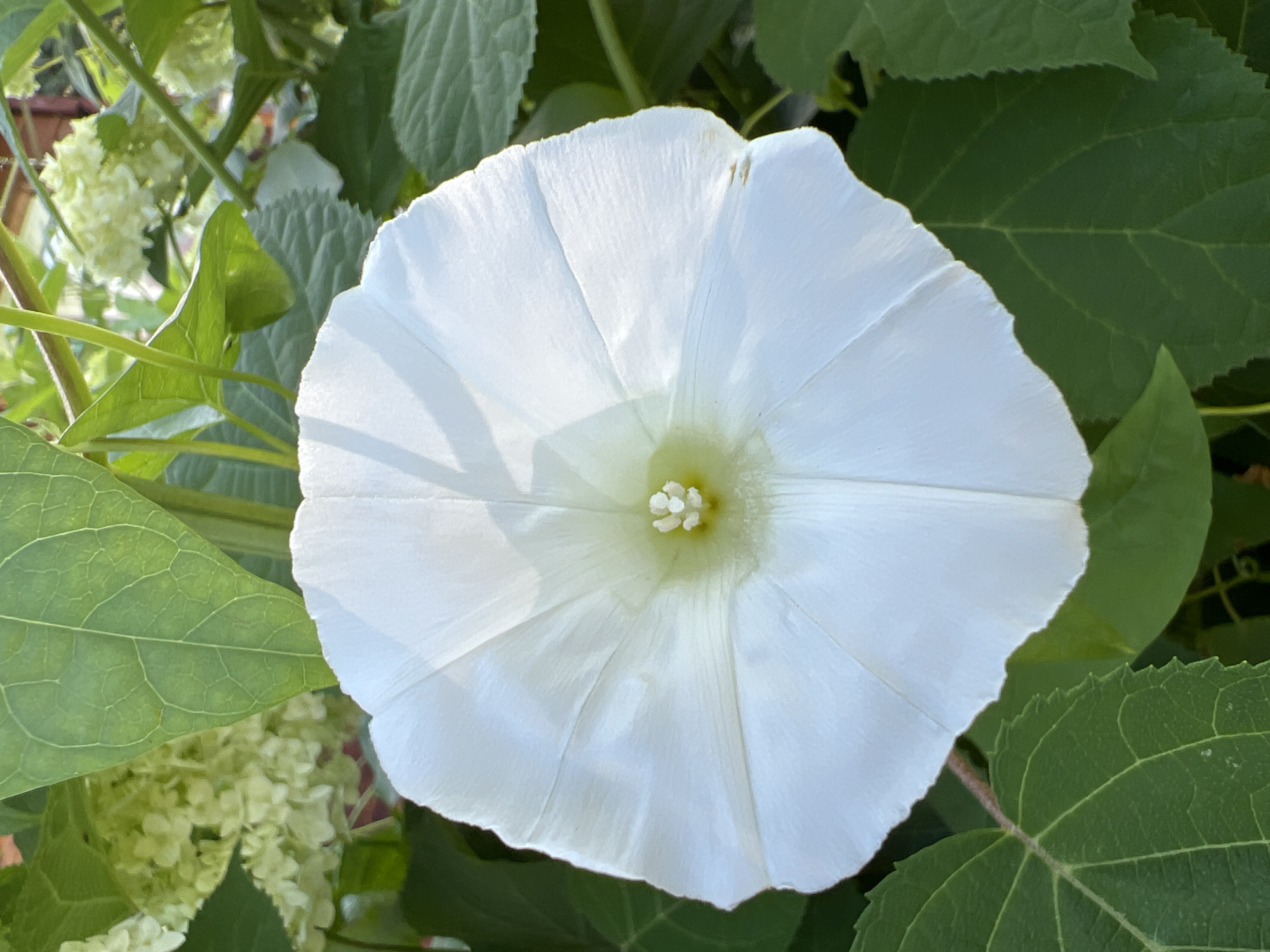 The image is a close-up, eye-level shot of a single, large, white bindweed flower. The flower is in full bloom and its trumpet-shaped petals are fanned out. The center of the flower is a pale yellow-green with tiny white stamen visible. The flower is surrounded by lush green leaves and some blurred clusters of small white flowers, possibly hydrangea, in the background. The lighting suggests it is daytime, with natural light illuminating the scene. The image is focused on the bindweed flower, with the surrounding foliage providing a natural backdrop. There are no people or animals in the image, and no identifiable structures or landmarks are visible, making it impossible to determine the location in Mochische, Russia.
