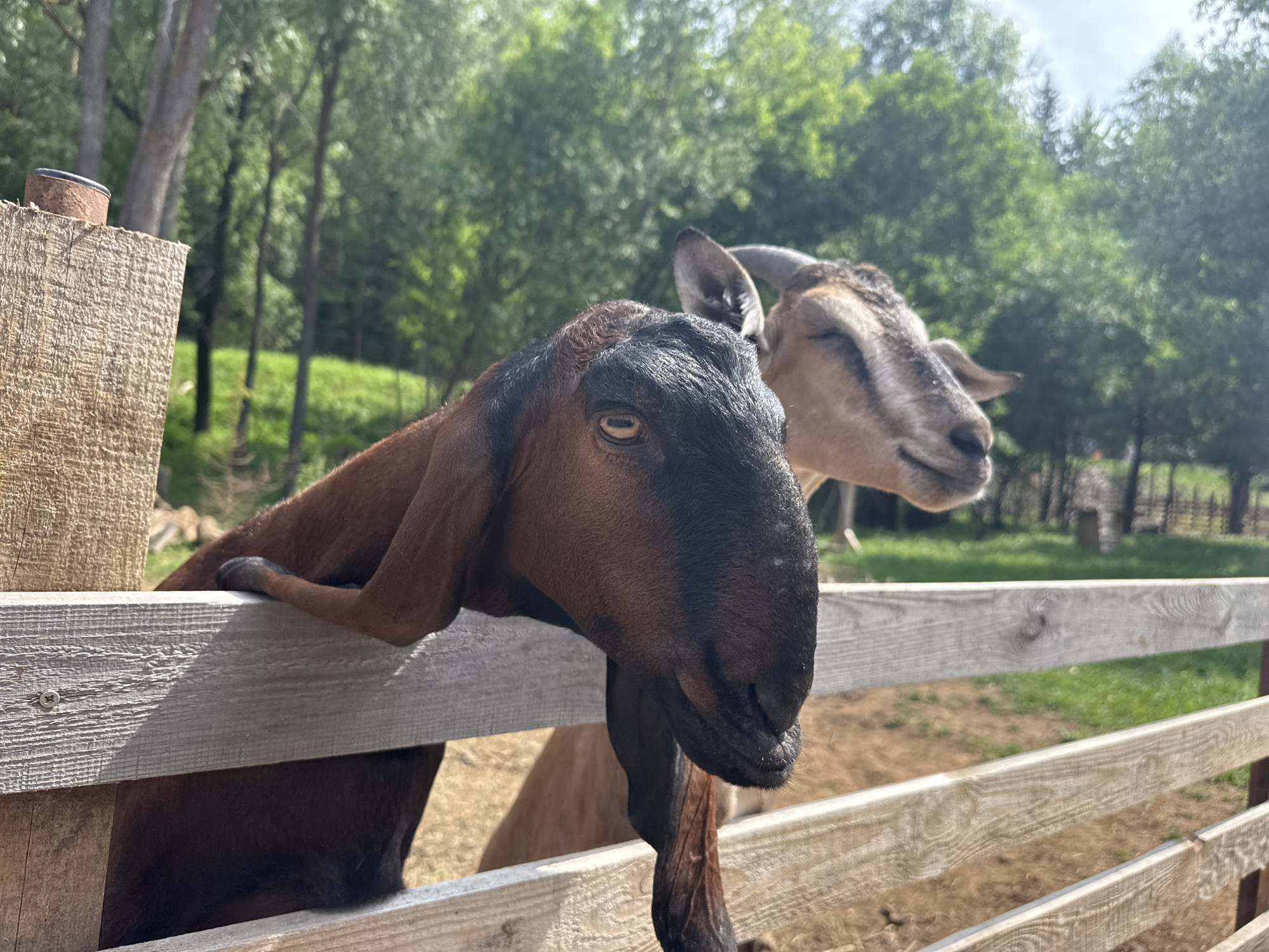 Two goats are in an outdoor enclosure with a wooden fence. The goat in the foreground is brown and black with long ears, and it is leaning over the fence. The goat in the background is lighter brown and white with short horns and its eyes are closed. The background shows trees and greenery. The location is identified as Гольяны, Russia.