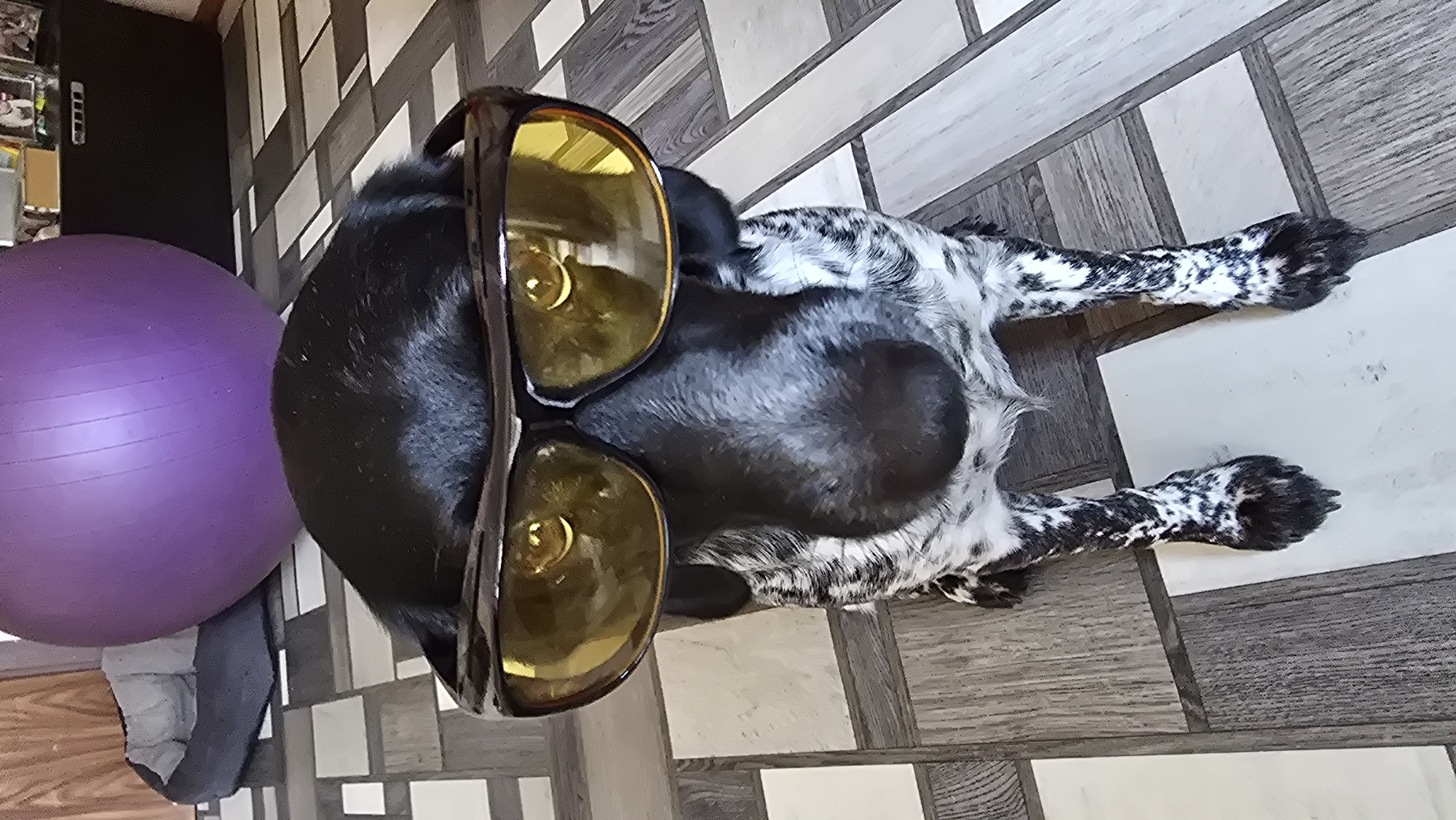 A black and white speckled dog wearing yellow-tinted protective goggles sits on a tiled floor. The dog's head is tilted slightly, and its eyes are visible through the lenses, reflecting light. Behind the dog, a large purple exercise ball is partially visible, along with a gray dog bed and a black furniture piece. The floor is composed of rectangular tiles in varying shades of gray and white, arranged in a parquet pattern. The scene appears to be indoors, possibly a home environment. There is no indication of the city of Novohuivynske, Ukraine.