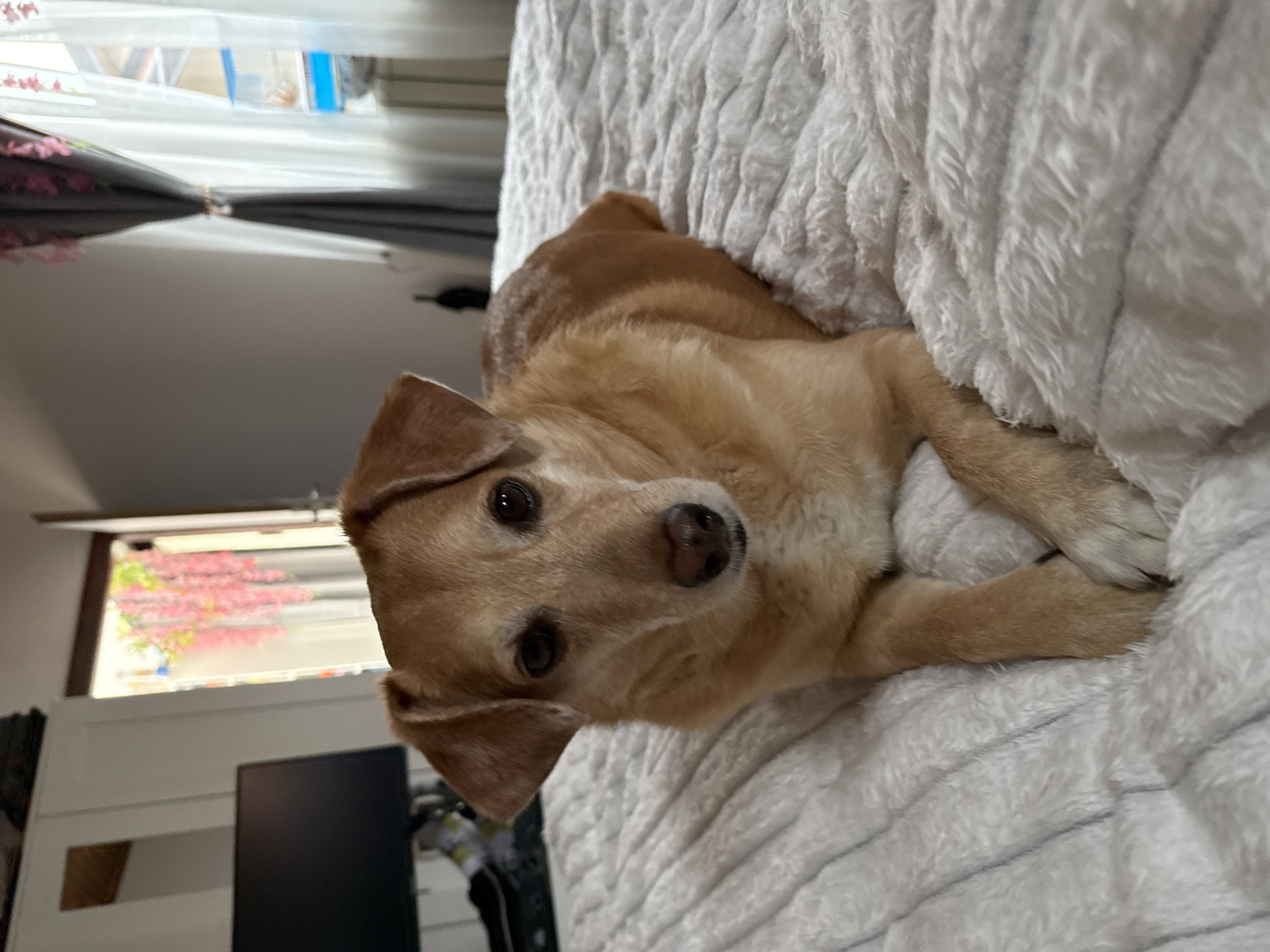 A medium-sized tan dog lies on a white blanket. The dog's head is facing the camera. Behind the dog, there's a window through which a blooming tree is visible. Part of a black computer monitor is also visible in the background. No evidence indicates that the image was taken in the City of Zagreb, Croatia.