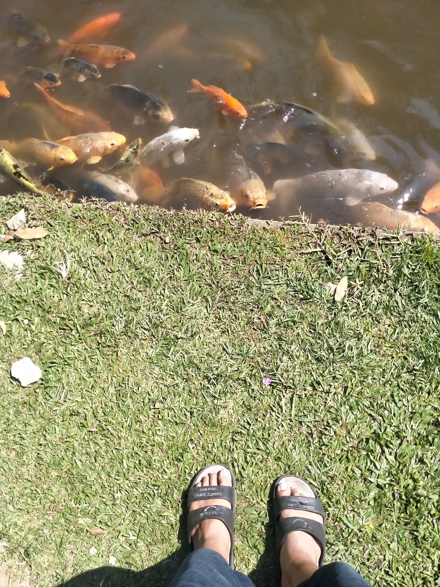 The image shows a close-up, overhead view of a pond teeming with koi fish, with the grassy bank and a person's feet in sandals in the foreground. The koi, in various shades of orange, white, and black, are swimming in murky brown water. The grass is green and well-maintained, with some scattered leaves and a small white object, possibly a stone or debris, near the water's edge. The person's feet are clad in black slip-on sandals, and they are wearing blue jeans. The lighting suggests it is daytime, with shadows cast on the grass. The scene is consistent with a park or garden setting, possibly at Alun-Alun Kota Batu in Batu, Indonesia, a popular public space that features a koi pond.