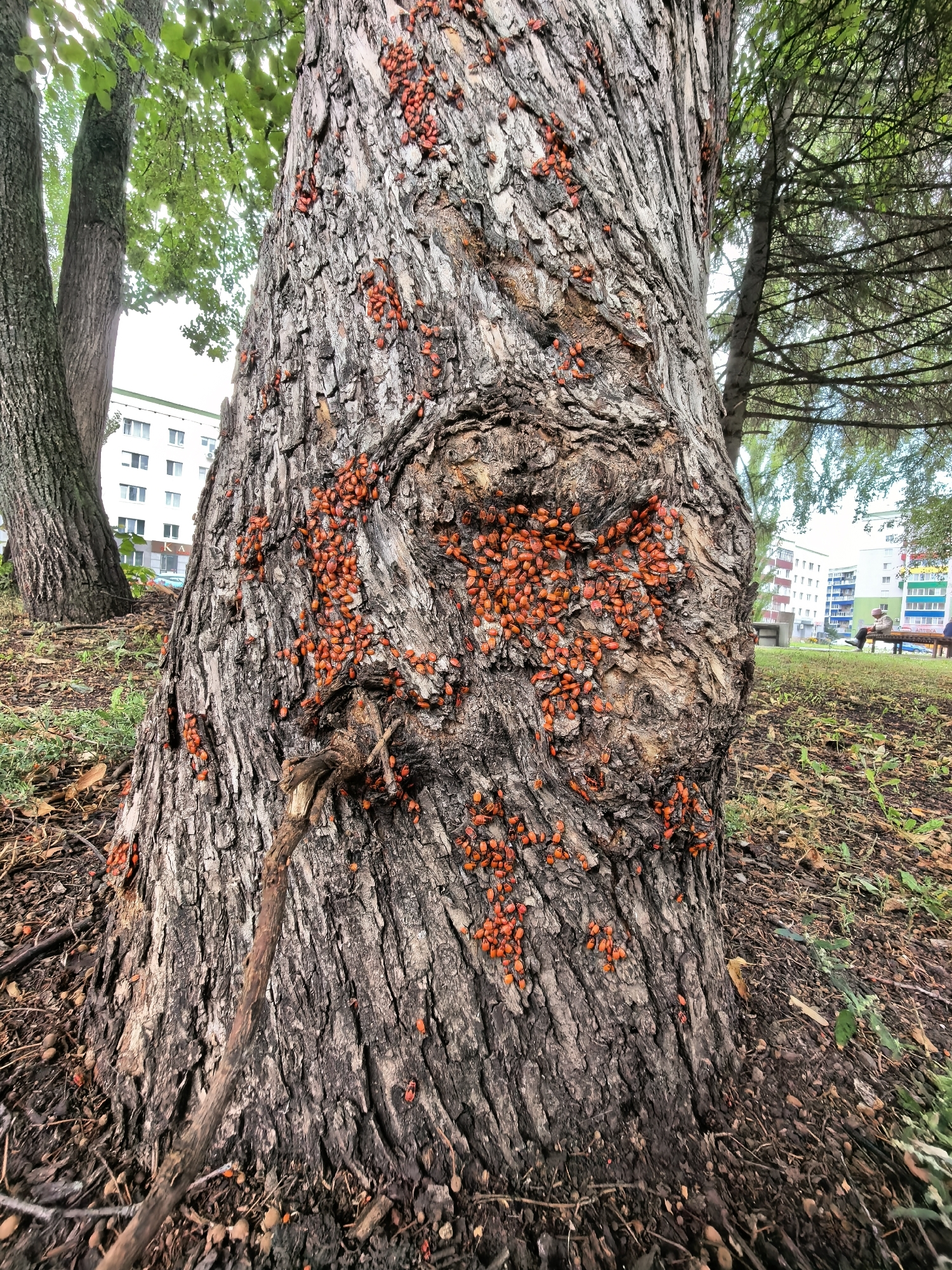 The image displays a close-up of a large tree trunk covered in numerous small, red insects. The bark of the tree is rough and deeply textured. The insects are clustered together in various locations on the trunk. In the background, a residential building with multiple windows is visible, along with green trees and grass. The ground around the base of the tree is covered in dry leaves and dirt. The overall scene appears to be an outdoor urban environment. The presence of the building and the specific architectural style suggest a location in the city of Sterlitamak, Russia.