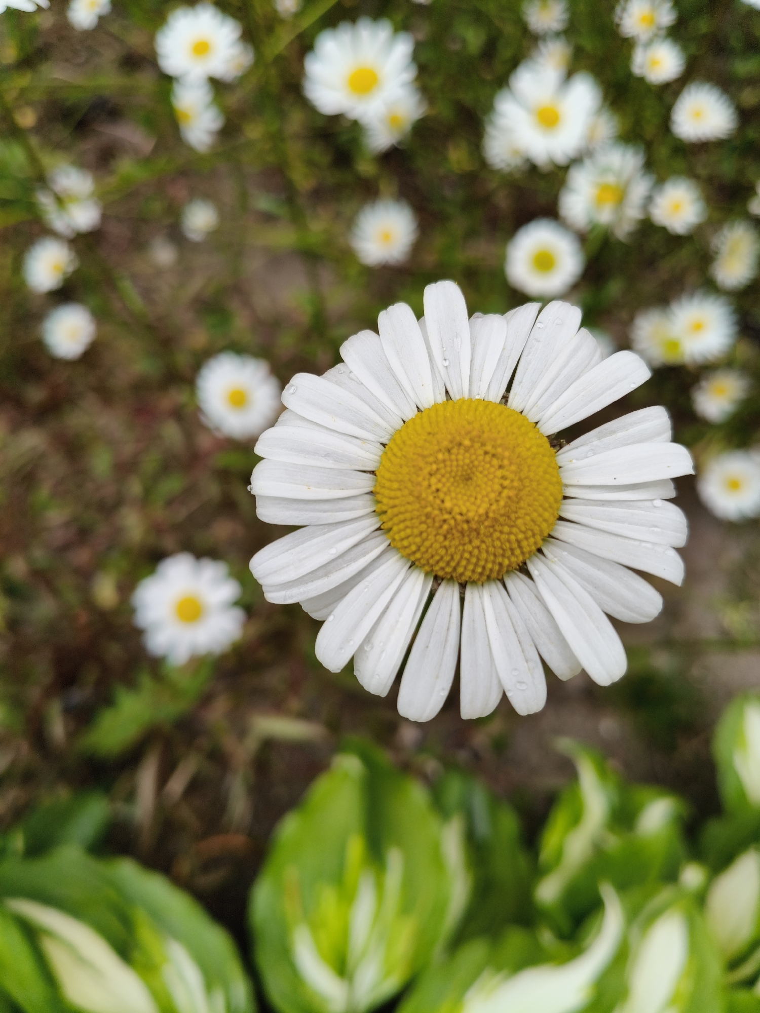 A close-up, vertical shot captures a vibrant white and yellow daisy in sharp focus, dominating the lower central and right portion of the frame. The daisy features numerous pristine white petals radiating from a textured, bright yellow central disc composed of many tiny florets. Small water droplets are visible on several of the white petals, suggesting recent rain or morning dew.
In the blurred background, numerous other daisy-like flowers with white petals and yellow centers can be seen, scattered across a mix of green foliage and earthy tones, indicating a garden or natural grassy setting. These background flowers are out of focus, creating a shallow depth of field that highlights the primary daisy.
The immediate foreground, at the bottom of the image, shows more blurred green foliage, possibly variegated plants like hostas, with lighter green or whitish streaks on the leaves. The ground underneath the flowers and foliage appears to be a mix of soil and dried grass.
The overall impression is one of a peaceful, natural scene, likely taken during the daytime. There is no discernible activity or any visible text.