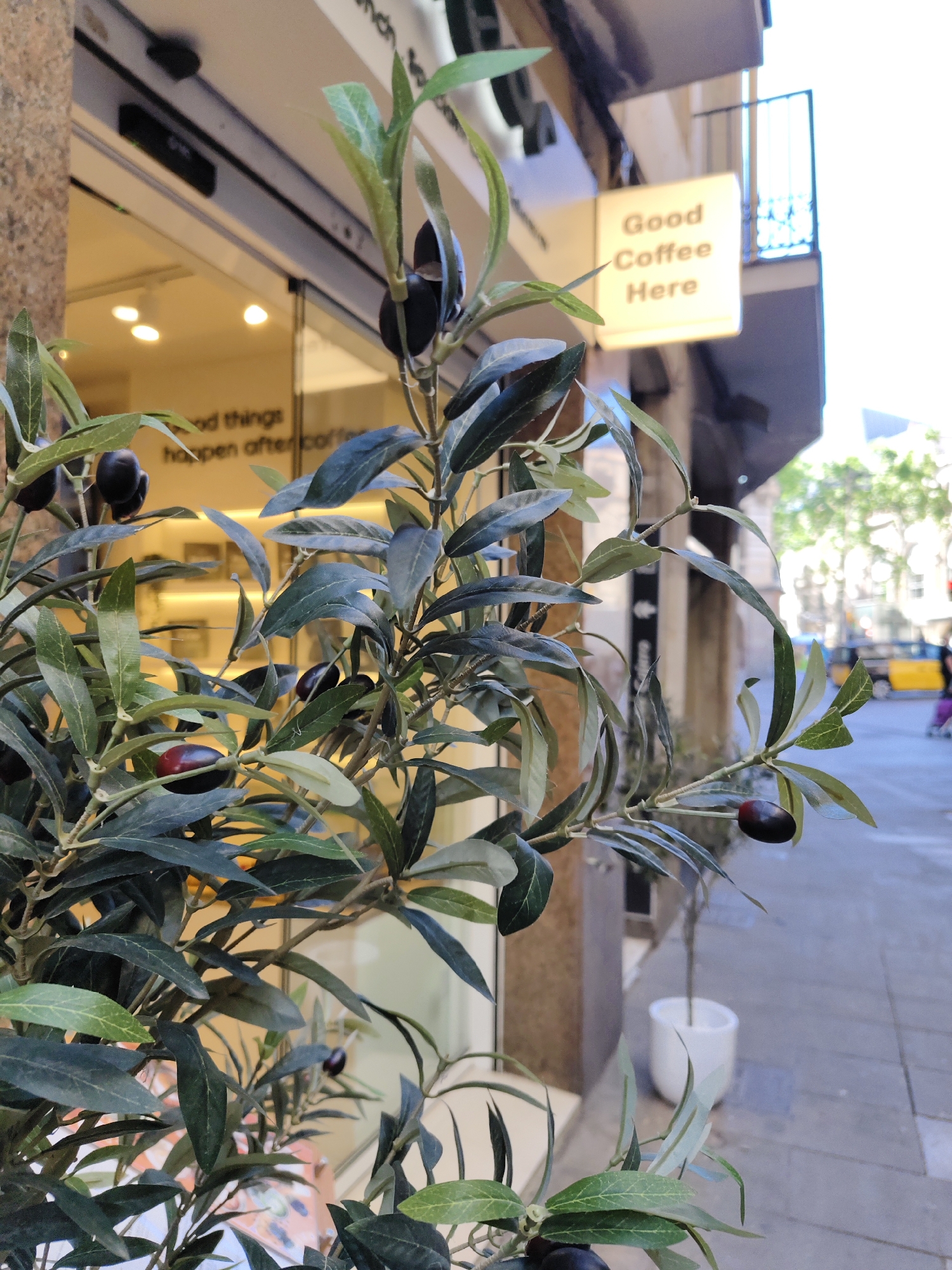 The image depicts a close-up view of an olive tree in a white pot, positioned outside a commercial establishment, likely a café or restaurant, in Barcelona, Spain. The olive tree features dark green leaves and ripe, dark-colored olives.
The background includes a storefront with glass doors displaying interior lighting and text that reads "Good things happen after coffee". A light-box sign above the entrance advertises "Good Coffee Here". A building facade with a balcony is visible behind the sign. A portion of a street scene is visible, including a sidewalk and street with a yellow taxi. The overall environment suggests a street-level commercial area in an urban setting.