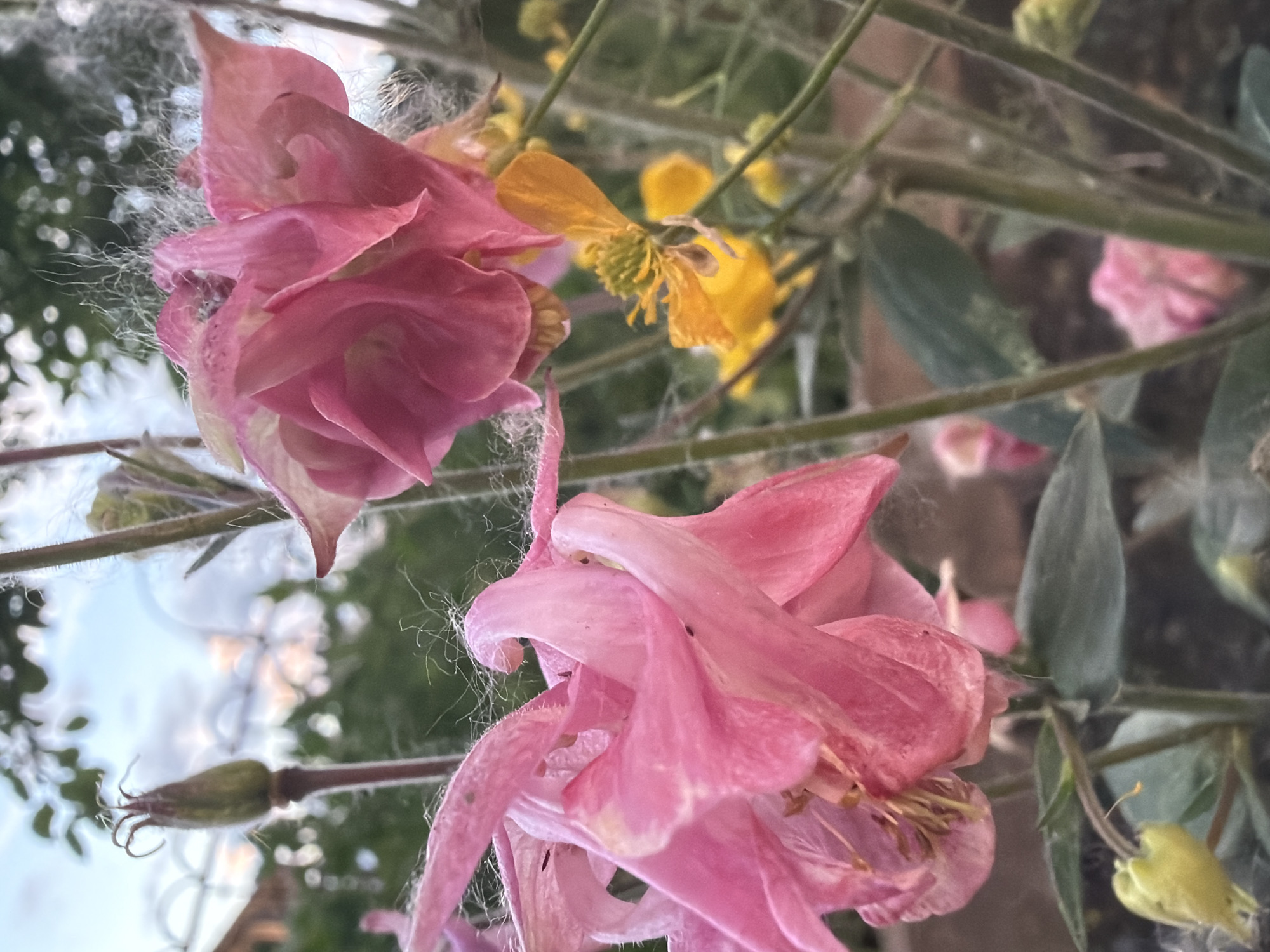 A close-up, shallow depth-of-field photograph captures a cluster of pink columbine flowers in bloom. The flowers are detailed with delicate, wispy tendrils of cobwebs clinging to their petals and stems. In the background, out of focus, are blurred green foliage, a bright yellow flower, and a hint of the sky. The lighting is soft, suggesting it might be early morning or late afternoon. The image appears to be an outdoor setting, likely a garden.