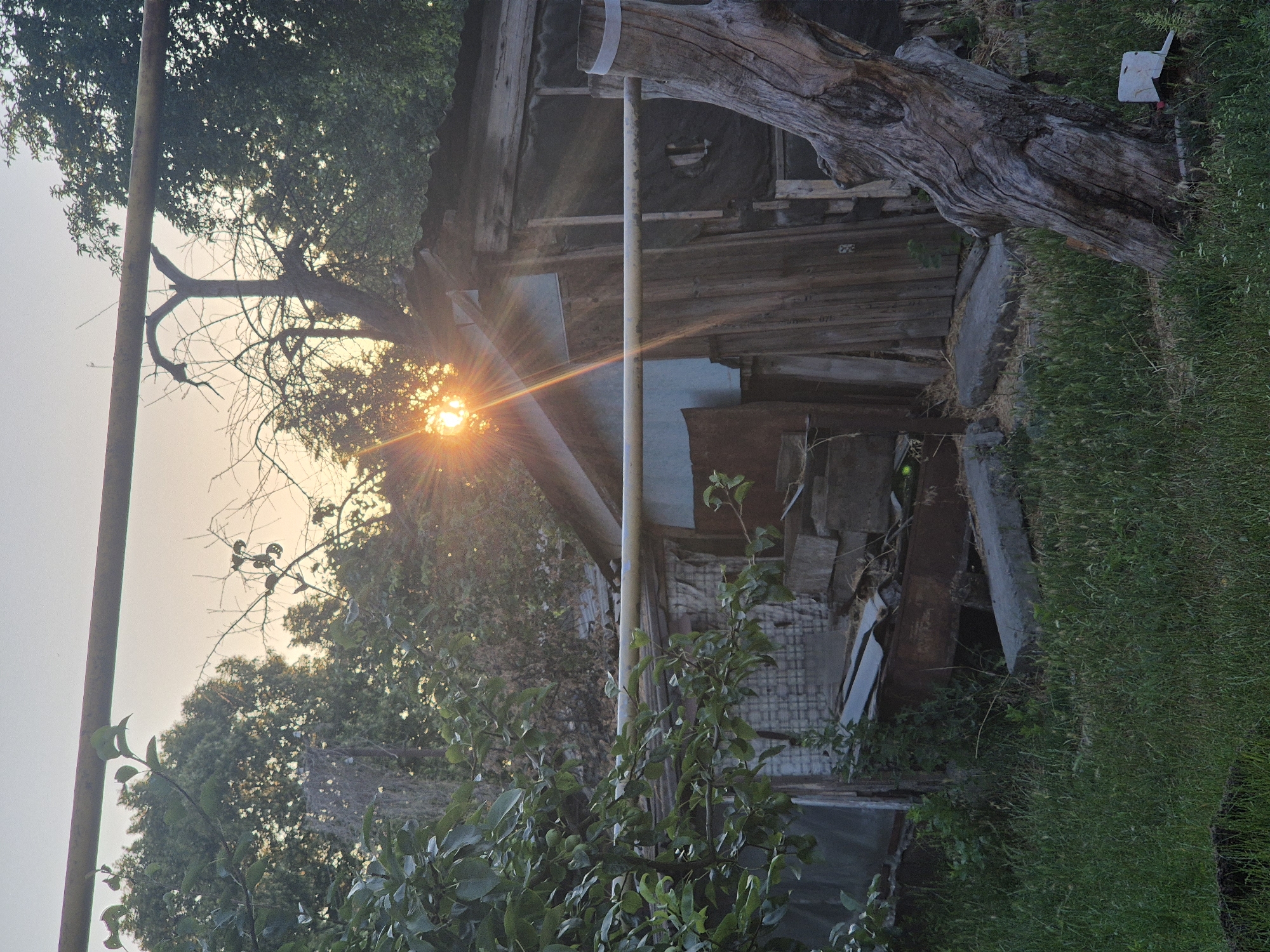The image depicts an outdoor scene at dusk, likely in a rural setting given the presence of a weathered wooden structure, overgrown vegetation, and a large, gnarled tree. The sun is setting, casting a warm, orange glow and creating sunburst rays. The light filters through the branches of trees, illuminating the scene.
The focal point is a rustic, dilapidated wooden building, possibly a shed or an old outhouse, with exposed timbers and mismatched roofing materials. A metal pole, perhaps part of a clothesline or scaffolding, stands vertically in front of it. To the right of the structure, a large, dead tree trunk with distinctive textured bark is prominent. The ground is covered in lush green grass.
Visible details include various pieces of scrap material and debris around the building, suggesting disuse or ongoing repairs. A small, white object, possibly a mail slot or a sign, is attached to a pole near the top right corner of the frame. The overall atmosphere is tranquil and slightly melancholic, evoked by the fading light and the aged appearance of the structures and the dead tree. The image captures a moment of natural beauty during sunset in a seemingly unkempt, but characterful, outdoor space. The time of day is clearly indicated by the low angle of the sun and the warm, diffused light.