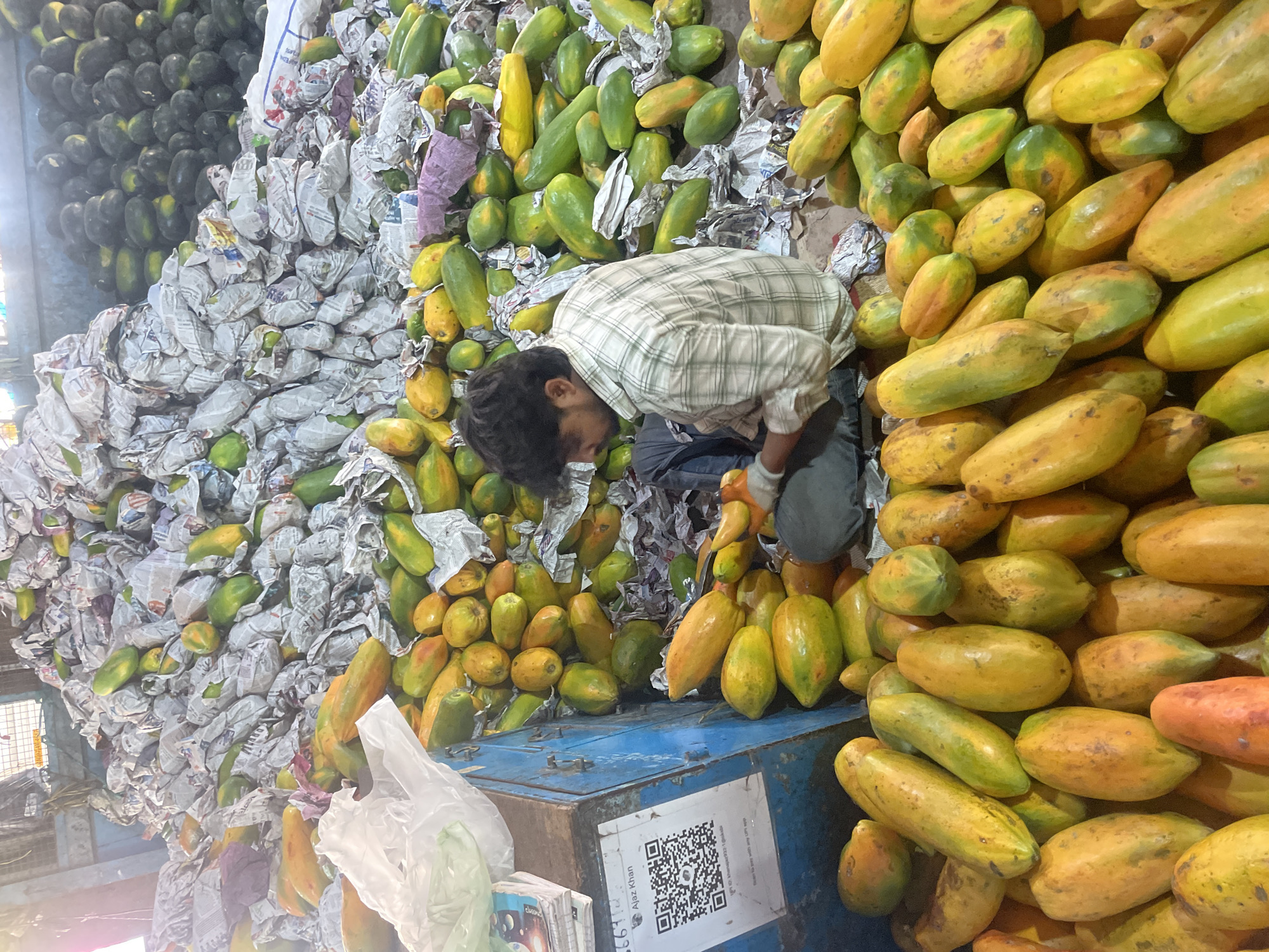 The image captures a vibrant market scene in Mapusa, India, featuring an abundance of papayas and a man engaged in their handling.
The central subject is a man with dark hair, wearing a light-colored plaid shirt and dark trousers, bent over a pile of papayas. He appears to be meticulously sorting, inspecting, or arranging the fruit, possibly preparing them for sale or storage. He wears light-colored gloves on his hands, suggesting a focus on hygiene or protection during handling.
The scene is dominated by massive quantities of papayas, showcasing varying stages of ripeness from bright green to vibrant yellow and orange. Many of the papayas are individually wrapped in old newspapers, which serves as a protective cushioning, a common practice in local markets. These newspaper-wrapped papayas form large, undulating piles across much of the frame. Unwrapped papayas are also visible, some scattered, others more neatly arranged, particularly on and around a sturdy blue metal box that might function as a counter or storage unit.
In the upper left background, large, dark green watermelons are stacked high, indicating a diverse range of produce available. A white plastic bag and a stack of notebooks or books are visible in the lower left corner, near the blue metal box.
The lighting suggests it is daytime, possibly within a covered market area, with bright, diffused light illuminating the scene.
Notable text includes a label on the blue metal box, featuring a prominent QR code. Below the QR code, the name "Ajaz Khan" and numbers like "36691" are visible. To the right of the QR code, some smaller text includes phrases like "Thank you to your city app." Various scripts, likely Hindi or Marathi, as well as English words such as "NEWS," are discernible on the newspaper wrappings. The overall impression is one of bustling activity within a wholesale fruit market.