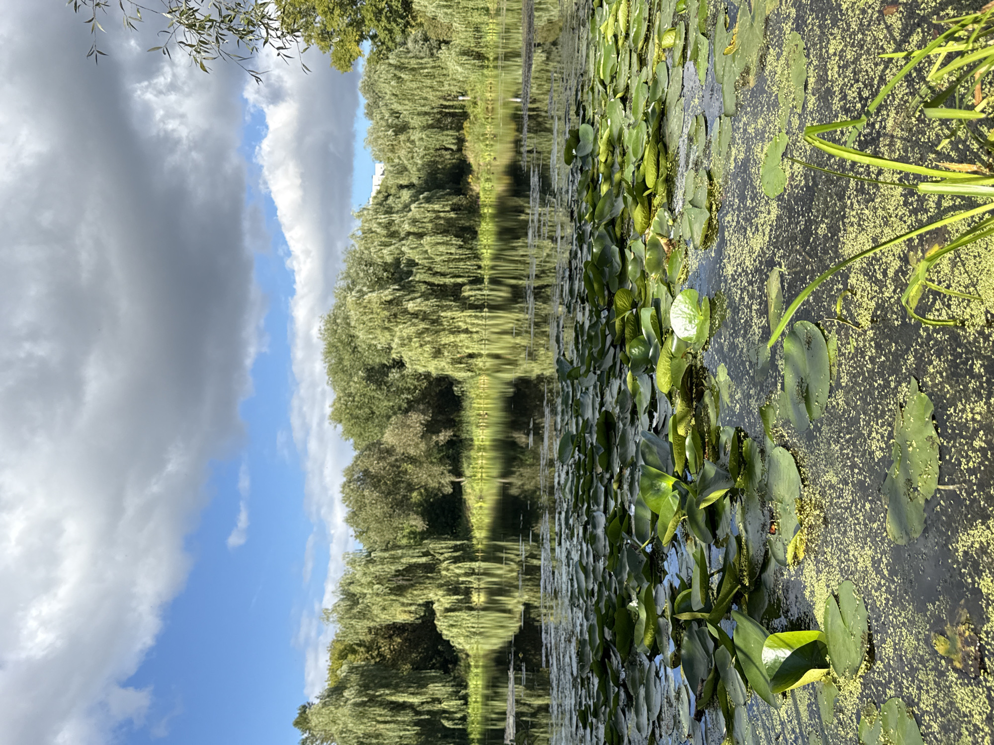 The image depicts a serene natural scene at a body of water in Dolgoprudny, Russia, likely a park or a lake, given the presence of abundant greenery and a reflective surface. The foreground is dominated by a dense growth of lily pads, their large, flat, green leaves spread across the dark water, interspersed with small, bright green aquatic vegetation. In the mid-ground, the calm water reflects the lush, verdant trees that line the far bank. These trees, predominantly weeping willows with their characteristic cascading branches, create a dense, almost curtain-like backdrop. The sky above is a dynamic mix of bright blue patches and large, dramatic clouds, some appearing white and fluffy, others darker and more ominous, suggesting a changeable day. The overall impression is one of natural tranquility and beauty, a peaceful waterscape framed by a rich tapestry of foliage under a partly cloudy sky. There are no people or animals visible in the frame.