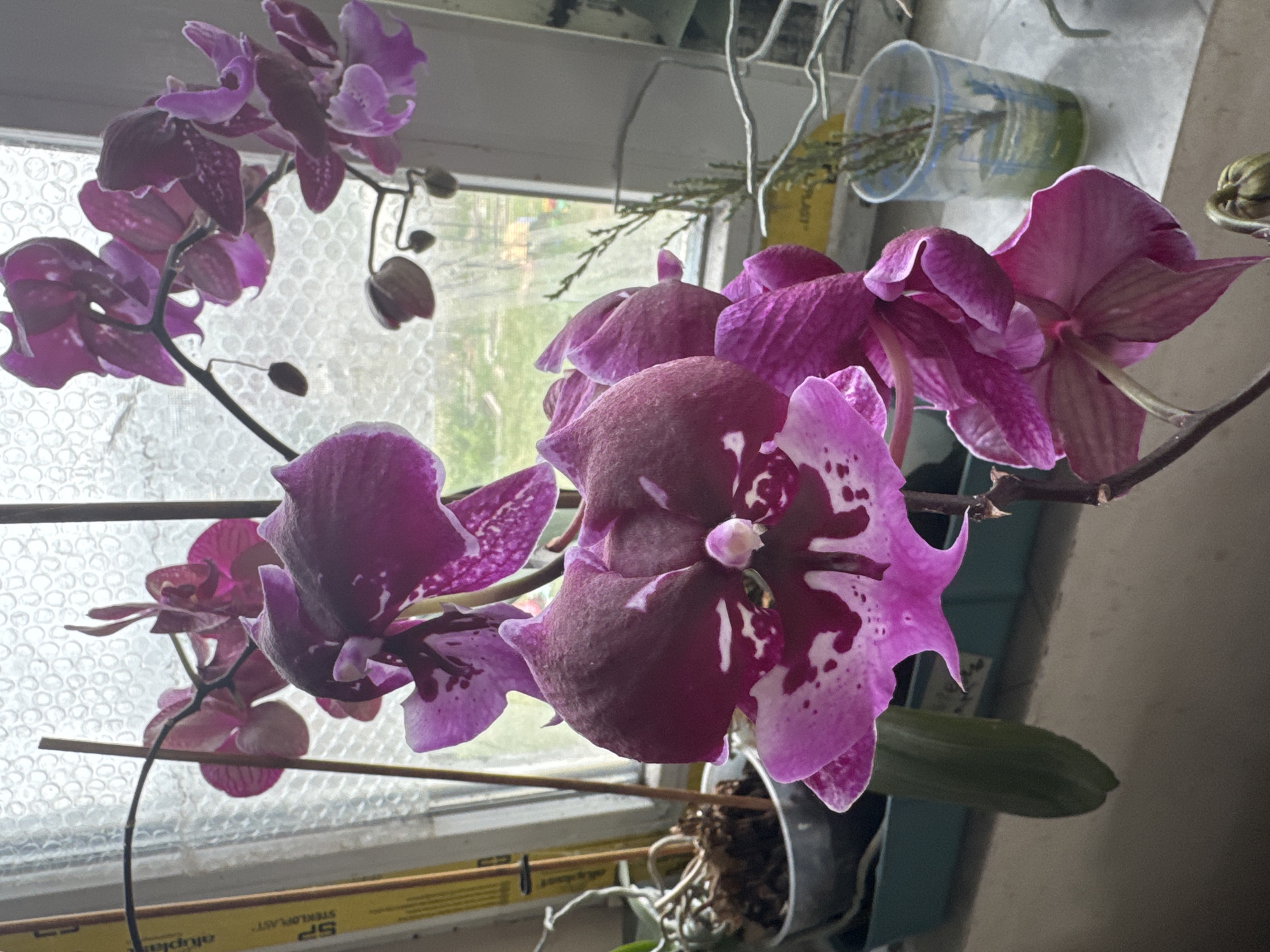 The image displays an indoor scene on a windowsill, presumed to be located in the city of Odesa, Ukraine. The primary subjects are multiple Phalaenopsis orchid plants.
Several orchids are in bloom, exhibiting deep magenta and purple flowers with lighter pink and white variegated patterns, particularly on the labella. Multiple open blooms are visible, alongside unopened buds and developing flowers. The orchid stems are supported by slender, light-brown wooden stakes.
The plants are contained within various vessels on the windowsill. One prominent orchid is rooted in a clear plastic pot, which is placed within a teal-colored rectangular planter tray. To the left, a plant, possibly another orchid, is situated in a grey pot that appears to be ceramic or metallic, containing dried, brown root material and potting medium. On the right, a small, clear plastic cup, possibly repurposed, holds several green plant cuttings partially submerged in water.
The windowsill surface is light-colored. The background consists of a window featuring textured glass with a repeating circular or bubble pattern. Through clearer sections of the window, an outdoor environment is visible, characterized by green foliage from trees or shrubs. In the distant background, blurry architectural elements, possibly light-colored buildings, and a faint yellow and red structure, potentially a playground feature, are discernible.
On the far left side of the image, a vertical yellow object is partially visible, bearing the black text "altuplan" and "SP STEREO-PLAST." The window frame is white. No individuals are present in the scene.