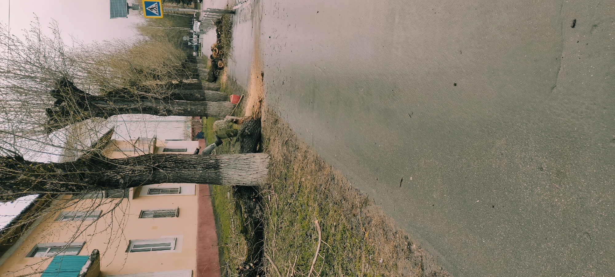 The image captures an overcast daytime street scene in Fryazino, Russia, likely during late winter or early spring. On the left side of the frame, a row of mature deciduous trees lines a grassy verge. These trees have characteristic white-painted lower trunks and bare, intricately branched canopies.
In the mid-ground, a person wearing dark clothing and boots is visible near one of the tree trunks, appearing to operate a tool, possibly a chainsaw, for tree cutting or pruning. Evidence of this activity includes scattered sawdust on the ground and a red plastic jerrycan (likely for fuel) resting nearby. Further along the street, several logs from cut trees are piled on the grassy strip, suggesting ongoing tree maintenance.
To the right of the trees and verge runs a wide, dark asphalt road that appears damp or wet, possibly from recent precipitation. The sky above is uniformly gray and cloudy. In the upper central portion of the image, a blue square road sign is prominently displayed, featuring a white triangle with a black pedestrian figure, indicating a pedestrian crossing. Behind the row of trees, a light peach-colored building with multiple windows is partially visible. The scene depicts a routine urban landscape management activity.