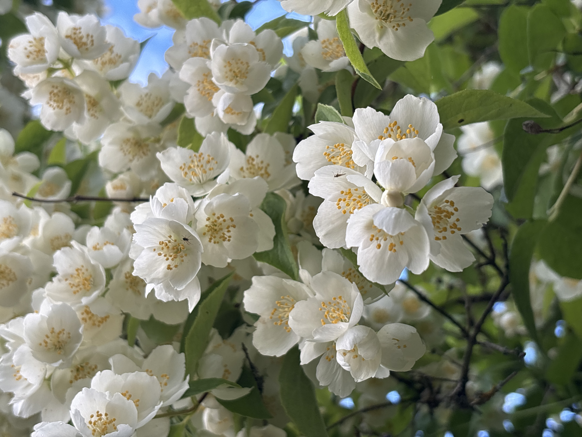 A close-up, vertical, eye-level shot shows a cluster of white jasmine flowers with yellow stamens, set against a backdrop of green foliage and a bright blue sky. The flowers are in various stages of bloom, with some petals unfurling and others tightly closed. Tiny insects, possibly ants or small flies, are visible on some of the petals. The lighting is natural and bright, suggesting an outdoor setting during the day. There is no specific indication of the city of Madona, Latvia, or any identifiable landmarks.