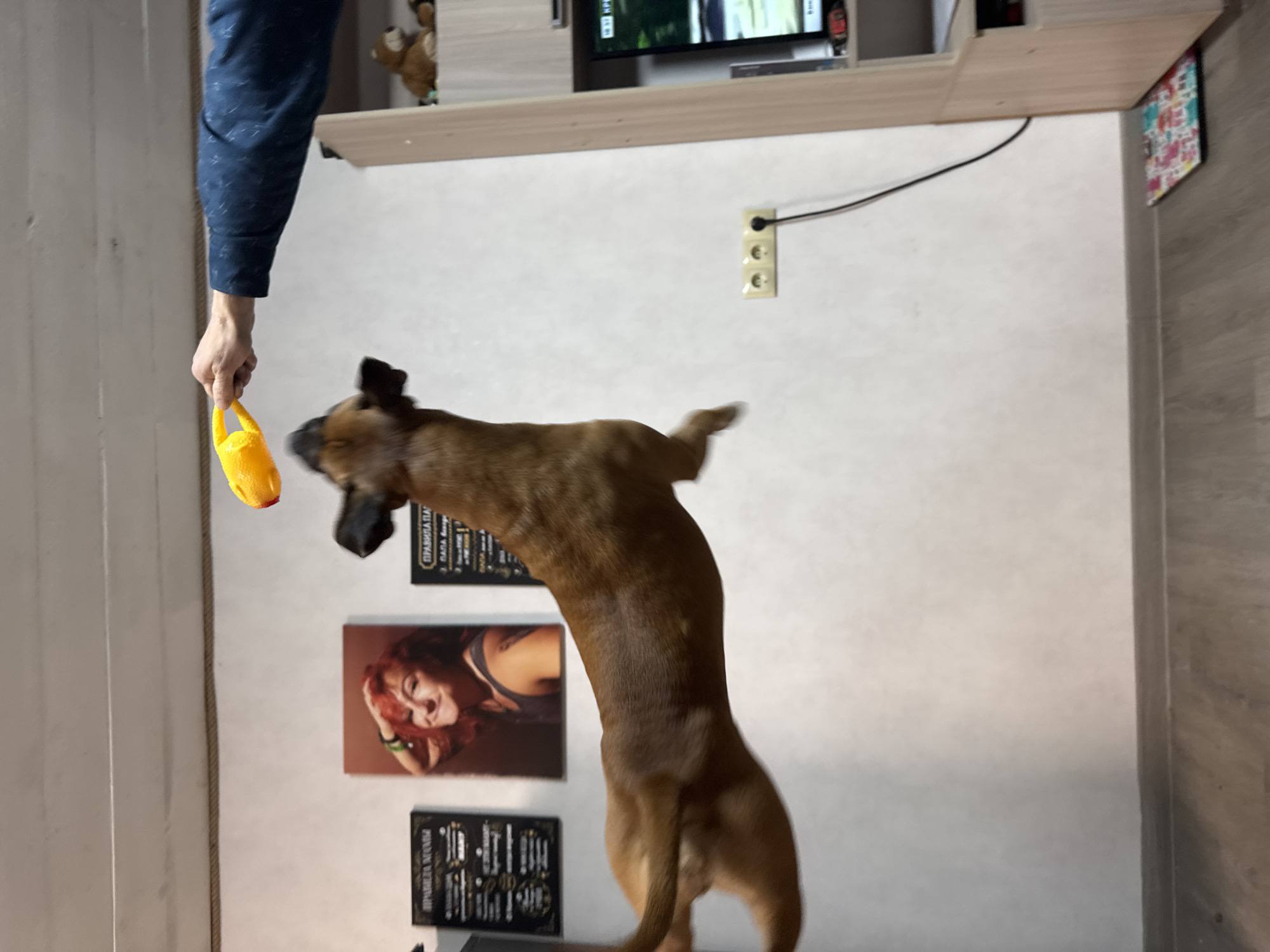 A brown dog is jumping up towards a person holding a yellow toy. The location is a room with white walls, featuring framed pictures, a wall-mounted shelf, and a television. The scene is in Chaikovsky, Russia.