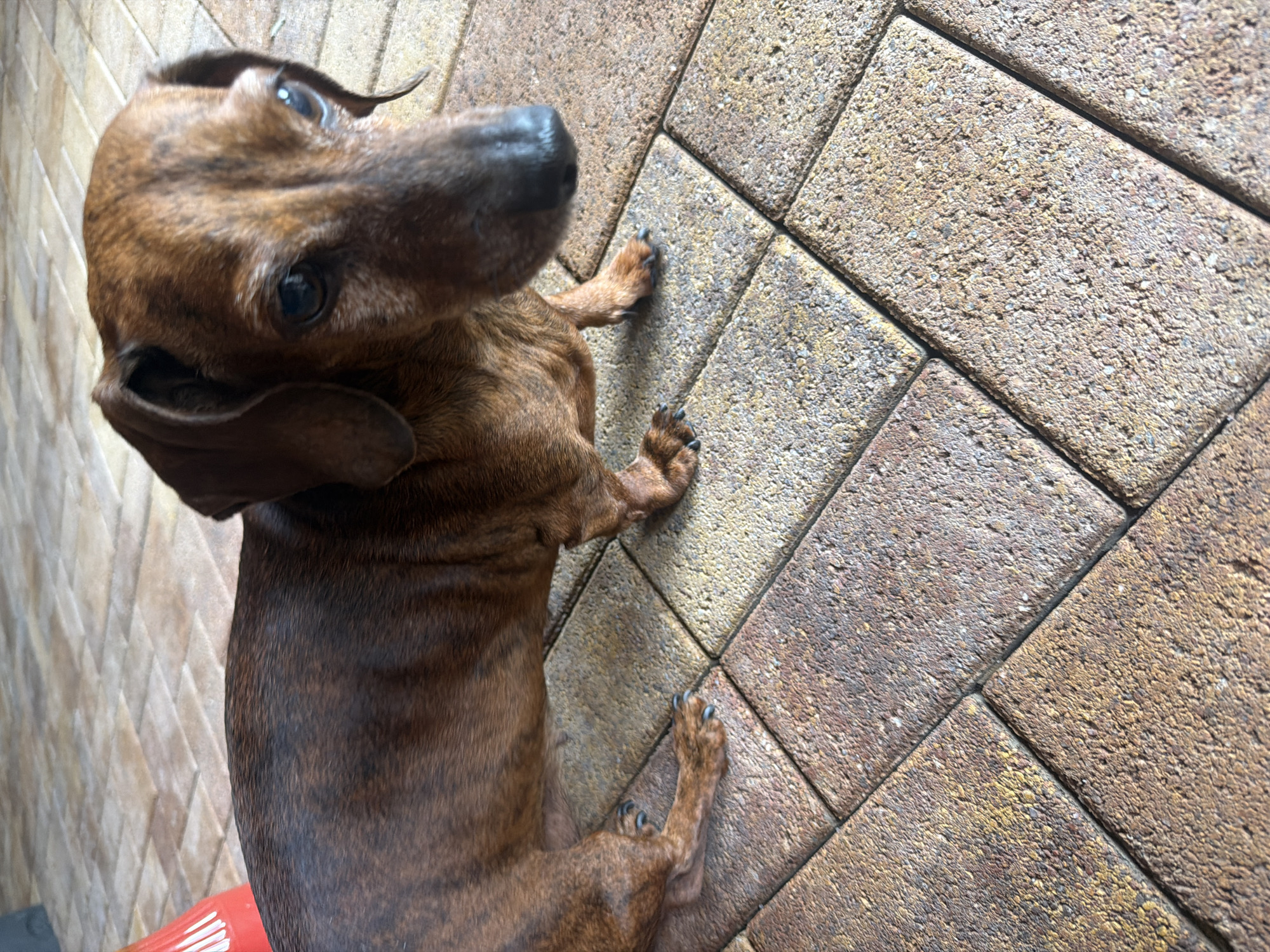 A brindle dachshund dog is pictured standing on a patio made of rectangular brick pavers. The dog is facing to the right, with its head turned slightly towards the camera. Its fur is a mix of brown and black stripes, and its ears are long and floppy. The pavers are a mix of reddish-brown and yellow tones, arranged in a diagonal pattern. In the upper left corner, a portion of a red object, possibly a cone or a toy, is visible. The overall scene suggests an outdoor setting, likely a backyard or patio area. The location is not specified in the image.