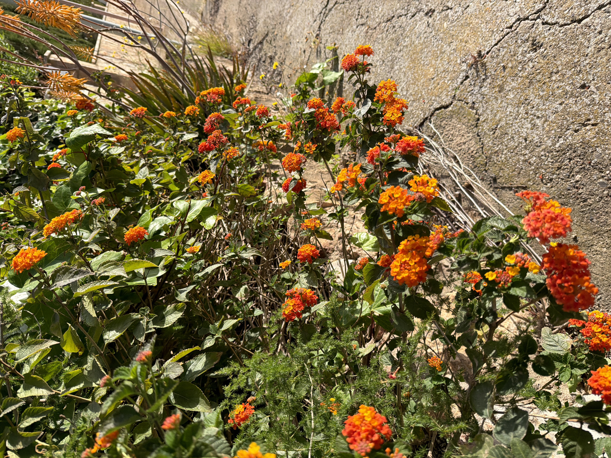 This medium shot captures a vibrant garden scene in Mont-roig del Camp, Spain, dominated by numerous clusters of orange and yellow flowers, strongly resembling Lantana. These multi-hued blossoms are scattered throughout the frame, growing on leafy green bushes. The foreground and midground are filled with dense green foliage of various plants, including some with finer, almost needle-like leaves, and others with broader, textured leaves.
In the background, a weathered and cracked concrete or stone wall runs diagonally across the upper right portion of the image. Its surface shows signs of age with irregular textures and deep cracks. Against this wall, some thin, dried, whitish-gray plant stems are visible, suggesting previous growth or support structures. To the left, glimpses of other spiky, succulent-like plants, possibly an aloe vera variety, can be seen, along with some bare branches.
The scene is bathed in bright, clear daylight, casting strong highlights on the leaves and flowers and creating distinct shadows, indicating a sunny day, likely mid-morning or afternoon. There are no people or discernible activities taking place, emphasizing the natural beauty and tranquility of the garden. No visible text is present. The overall impression is one of lush growth and natural resilience in a warm climate.