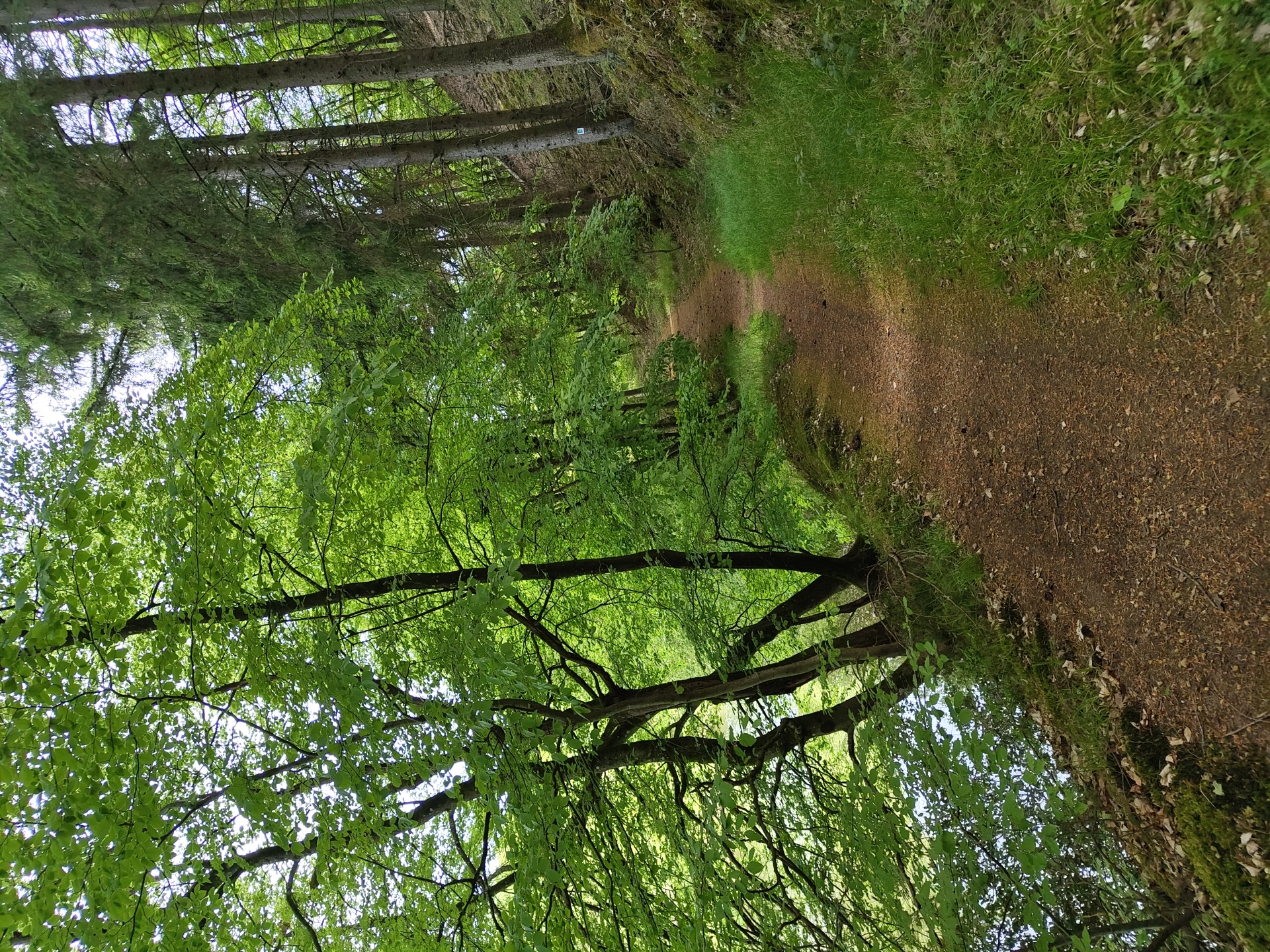 The image depicts a woodland path in Perl, Germany. The path is covered in brown dirt and leaf litter, bordered by green grass and moss on the right. The left side features trees with bright green leaves, their branches reaching over the path. In the distance, taller, darker trees line the path. The perspective is from a low angle, looking down the path.