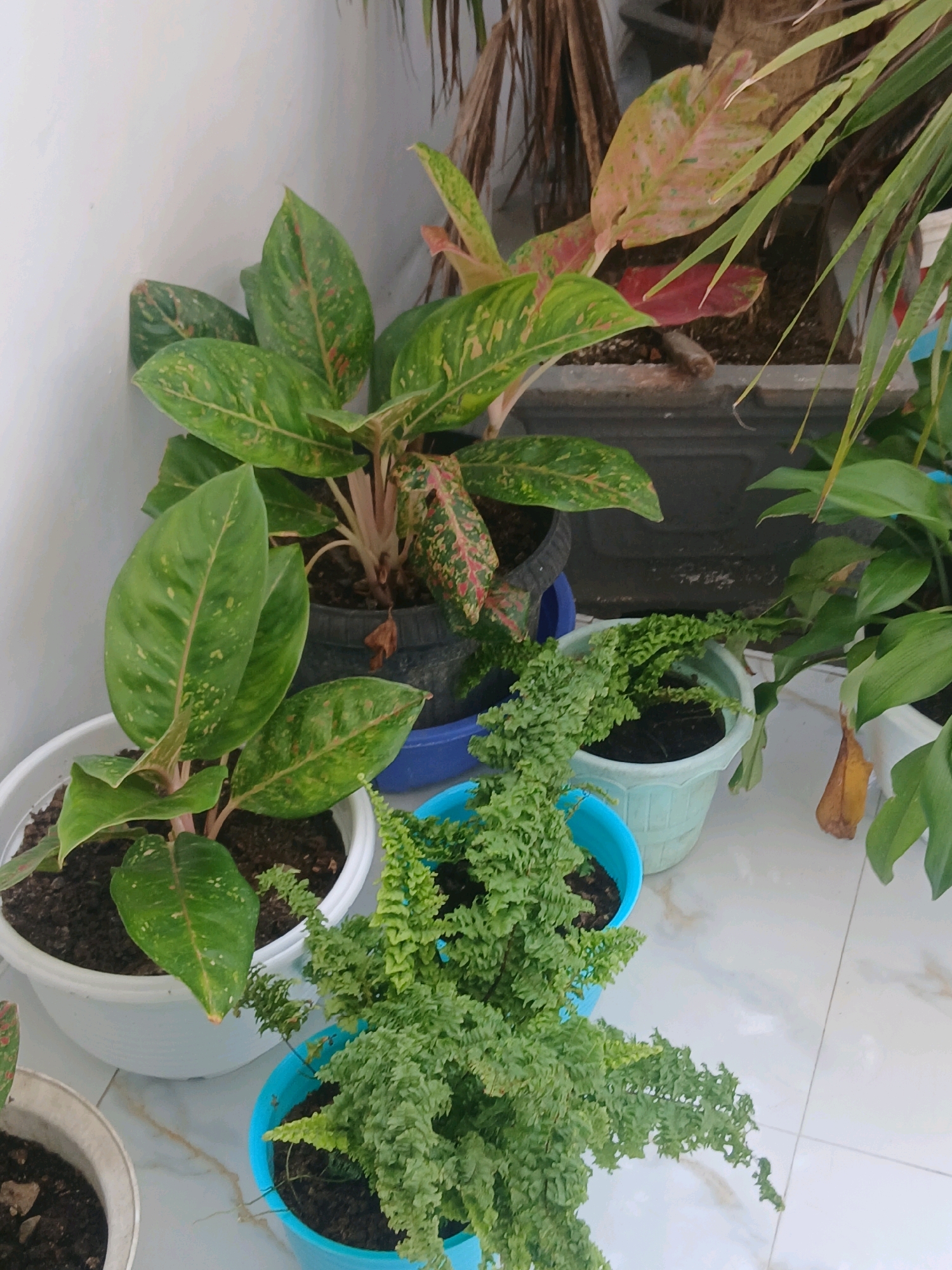 The image depicts an outdoor scene with several potted plants arranged on a tiled surface, possibly a patio or balcony. The plants include Aglaonema varieties with green and pinkish-red variegated leaves, and a fern with delicate, feathery fronds. The pots are of various colors and materials, including white, light blue, and a dark gray planter. In the background, there is a white wall and parts of other plants, including what appears to be a palm tree. One dried, yellowed leaf is visible hanging from a plant on the right side of the frame. The lighting suggests it is daytime. The overall impression is one of a small urban garden or decorative plant display. It is impossible to determine the specific location within the city of Gorontalo, Indonesia from the visual information provided.