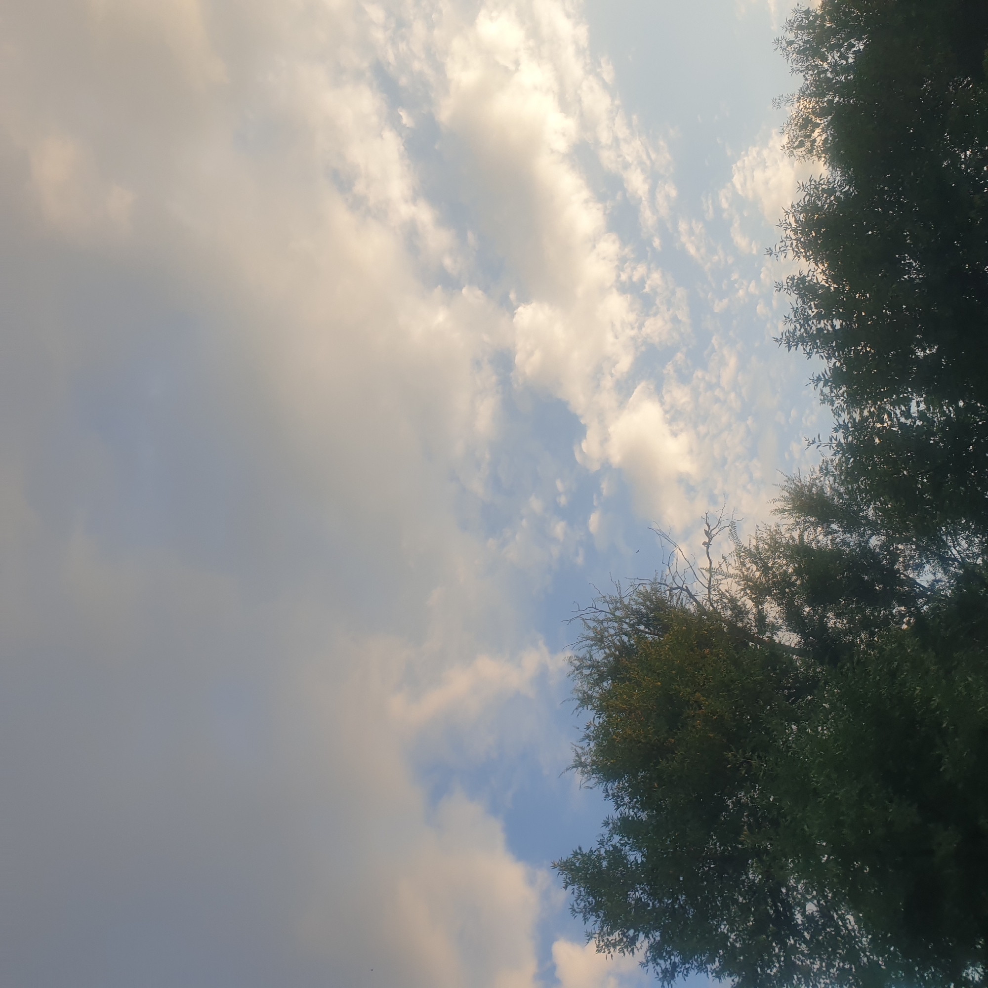 The image captures a view of the sky above a line of trees. The sky is filled with a mix of clouds, with patches of blue sky visible. The clouds are varied in color, ranging from white to pale gray and tinged with the warm hues of what appears to be a sunset or sunrise. The trees in the foreground are dense and green, forming a dark silhouette against the brighter sky. Some branches and leaves are detailed, while others blend into a collective mass. In the upper portion of the image, a faint sun may be visible through the clouds, casting a soft light. There are no people or specific landmarks visible that would indicate a particular location within Shymkent, Kazakhstan. The scene is natural and serene, focusing on the interplay of light and foliage against the sky.