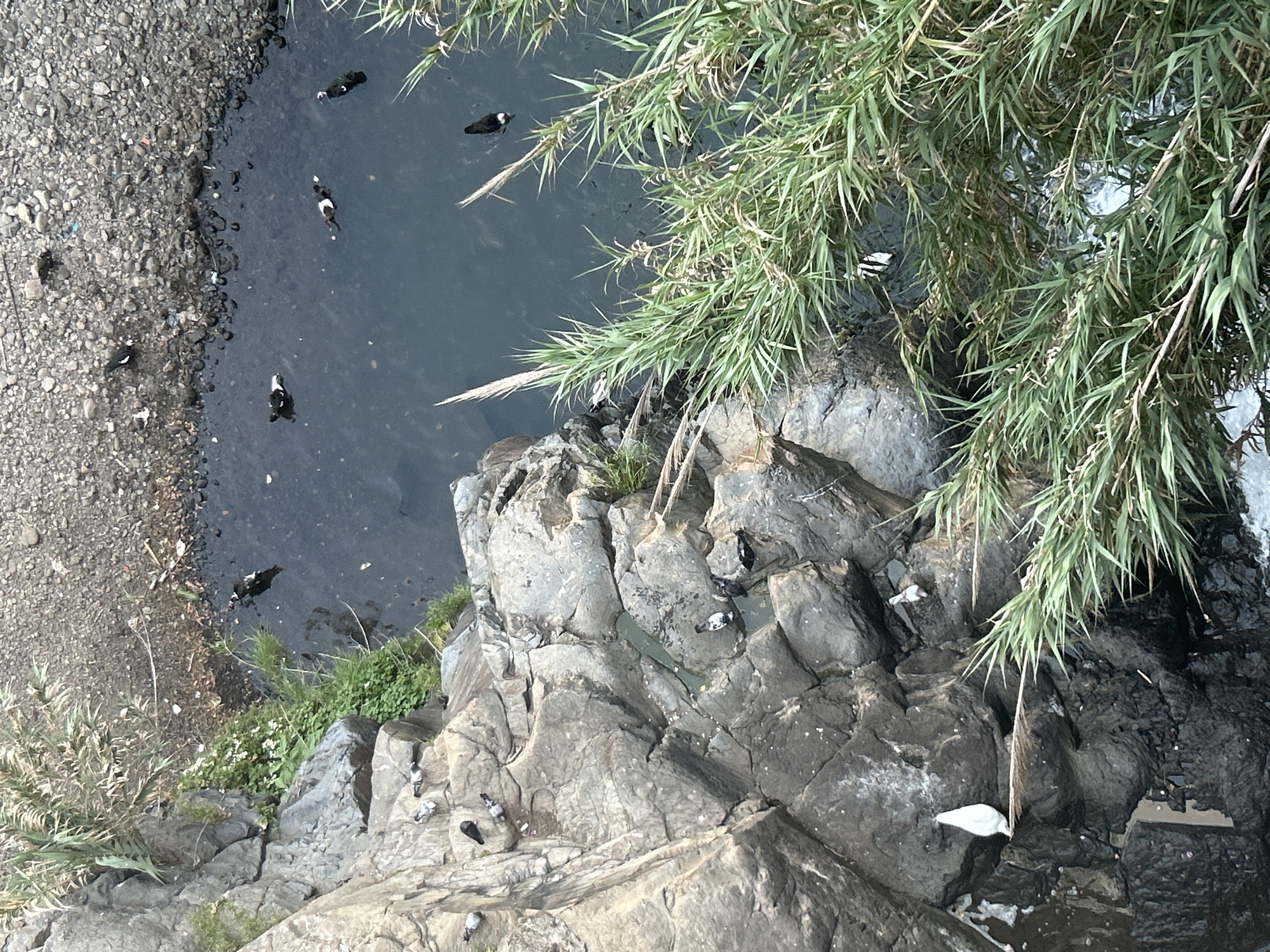 A high-angle shot reveals a scene in Câmara de Lobos, Portugal, where water meets rocky terrain. A collection of ducks, both black and black-and-white, are visible in the water. The shoreline is a mixture of gravel and earth. Large, uneven grey rocks dominate the lower portion of the frame, interspersed with vegetation and a few additional ducks. Green, reed-like foliage hangs over the rocks, partially obscuring the view of the water. A small waterfall is seen on the bottom right of the image.