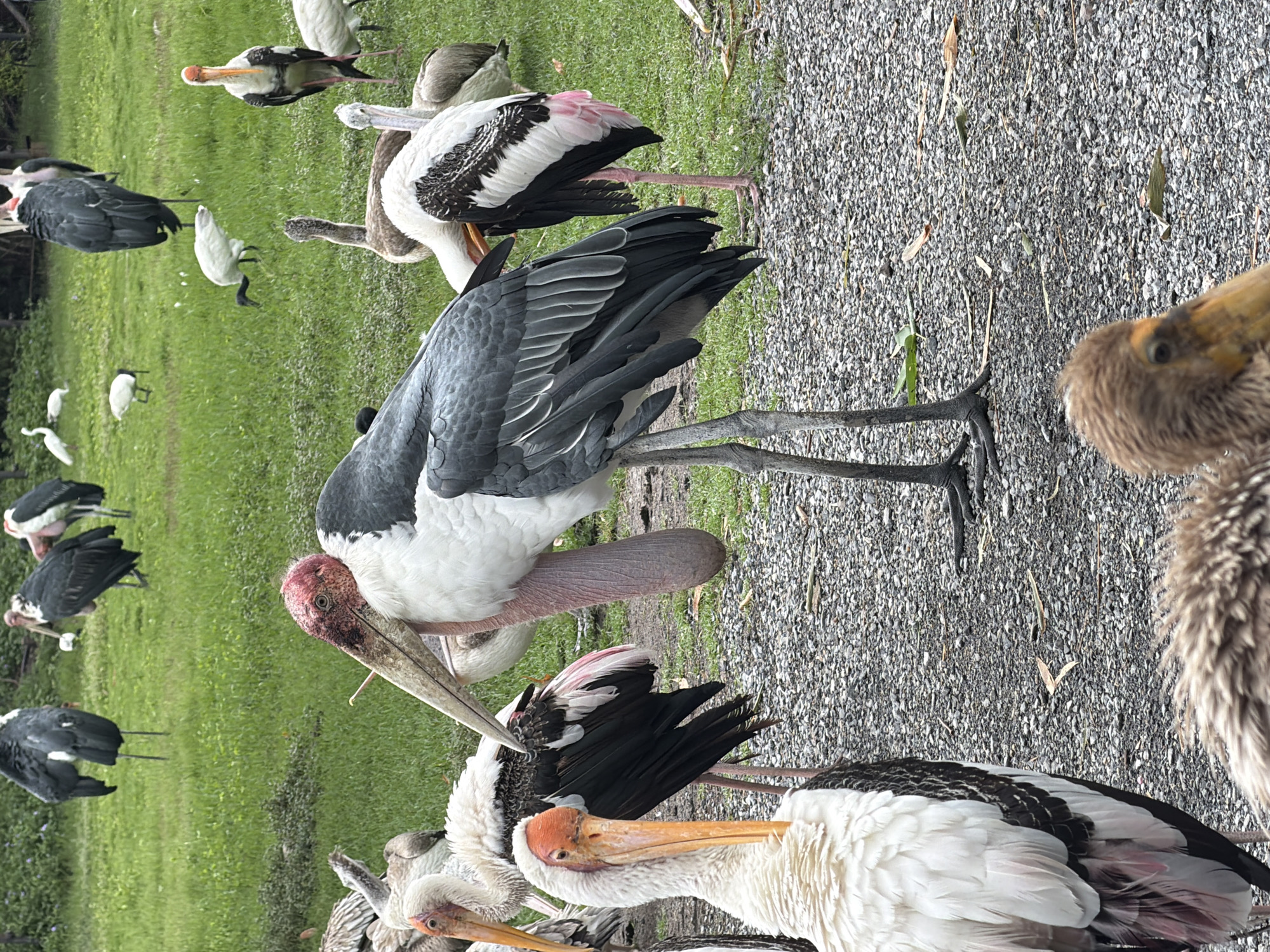 The image depicts a group of large wading birds, likely storks or similar species, gathered in an outdoor environment. The foreground is dominated by the head and upper body of one bird with a long, pointed orange beak and white, feathery plumage. Behind it, other birds of varying sizes and colors are visible, some standing, some with their heads lowered. The ground appears to be a mixture of gravel and sparse green vegetation, suggesting a park or aviary setting. The background shows more greenery and trees, with a few smaller white birds in the distance. The overall impression is of a wildlife sanctuary or a zoo enclosure. While the image itself does not provide specific location details, similar avian species are common in zoological parks and wildlife reserves globally. Bangkok, Thailand, has several such locations, including the Dusit Zoo (now closed and relocated), Safari World, and various bird parks where these types of birds might be found. Without further context, pinpointing the exact location within Bangkok is not possible based solely on the visual information.