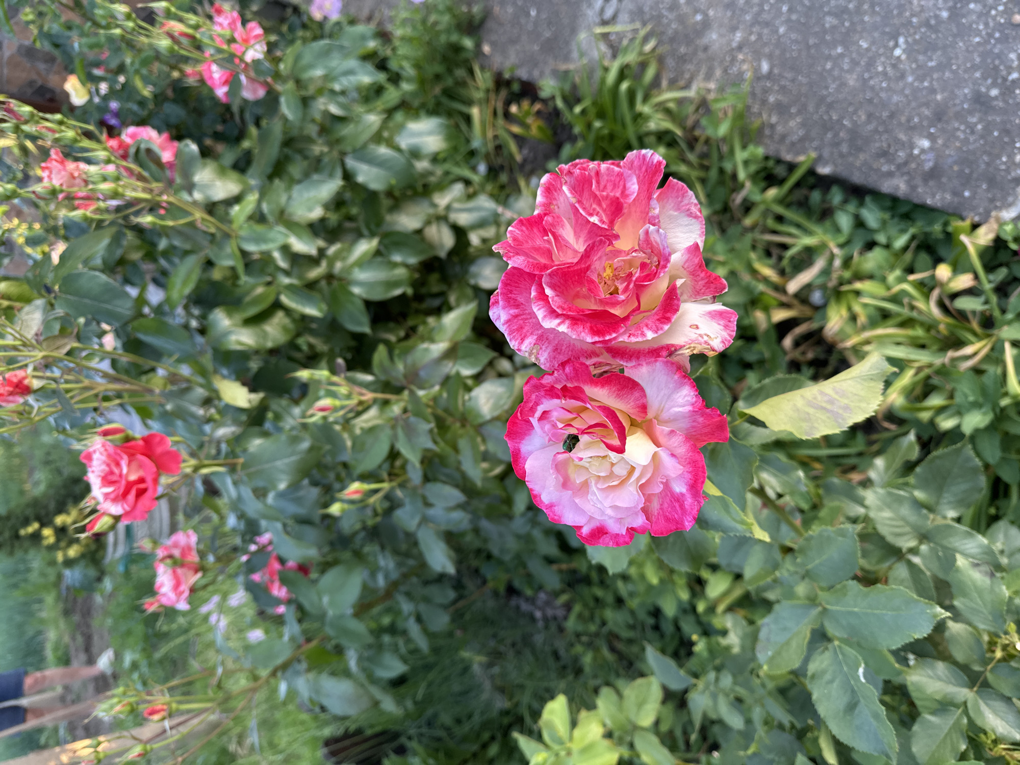 The image shows a close-up of a rose bush with several pink and white roses in bloom. Two prominent roses are centrally located, with one positioned slightly above the other. A small, dark insect is visible within the petals of the lower rose. Other roses and buds are scattered throughout the bush. The foliage is dense, with various shades of green leaves. A concrete surface is visible in the upper right corner of the frame. The location is assumed to be Goran, Bulgaria.