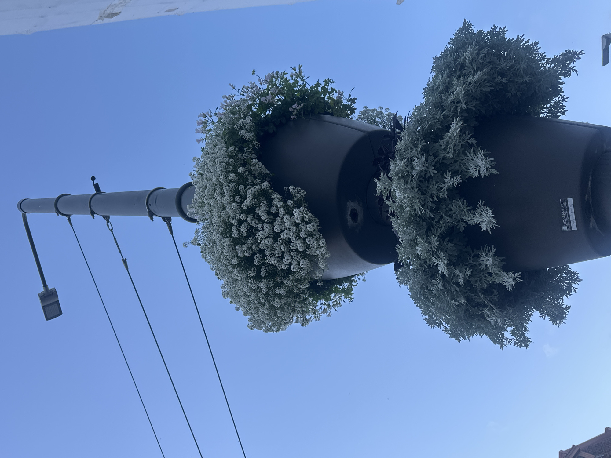 The image shows a lamppost with two hanging planters filled with plants. The sky is a clear blue. The lamppost is dark gray and has a street light fixture at the top. The planters are dark brown. The top planter is filled with small white flowers and some pink buds. The bottom planter is filled with gray-green, feathery foliage. A white sticker with black text is visible on the bottom planter. The image appears to have been taken outdoors. The location is identified as Liepaja, Latvia, based on the context.