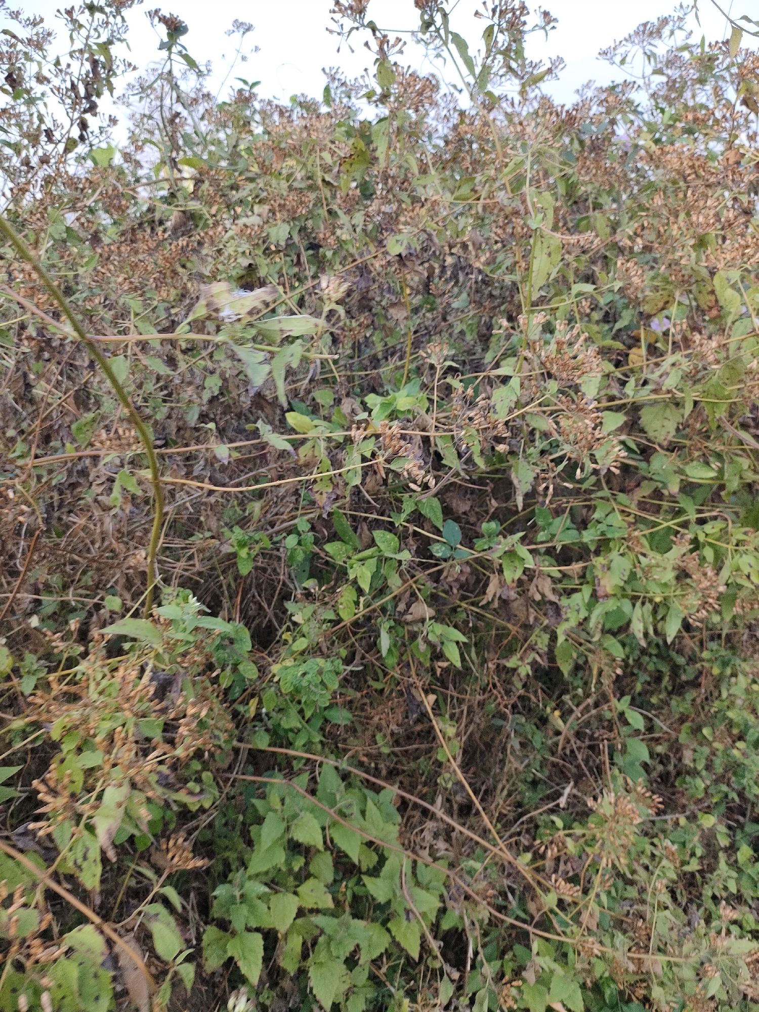 The image depicts a dense thicket of dry and green vegetation, with a dominant presence of brown, withered seed heads and stems interwoven with vibrant green leaves. The vegetation appears to be growing on uneven ground, with some areas showing more dry debris than others. The overall impression is one of overgrown, natural growth, possibly in a rural or undeveloped urban fringe area. There are no people, animals, or man-made structures visible in the image. The lighting suggests it is daytime, with diffused light, possibly indicating an overcast sky or a shaded area.