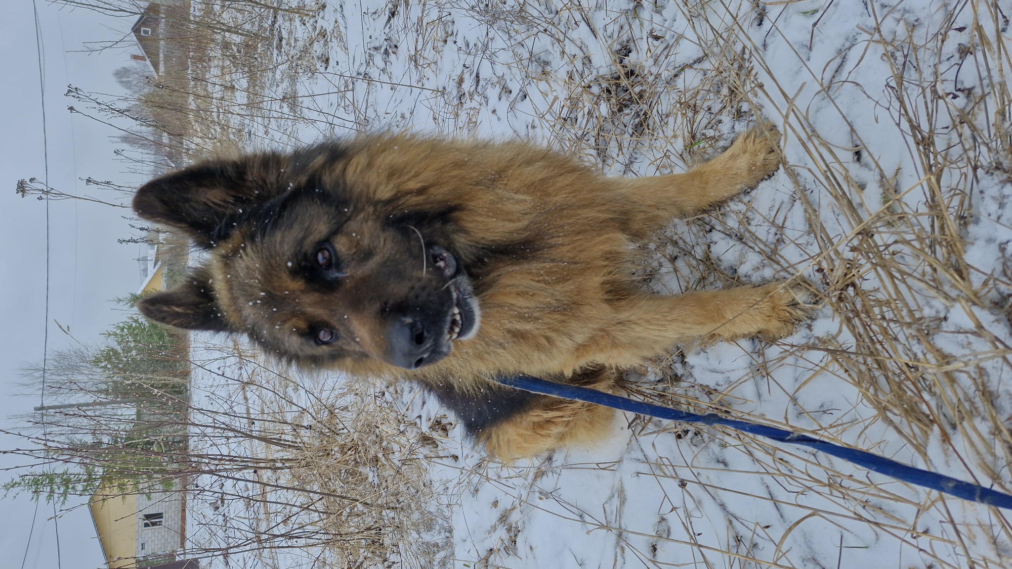 A medium-long-haired, brown and black German Shepherd-type dog lies on its side in a snowy and brush-filled landscape. The dog is attached to a blue leash. The ground is covered in snow interspersed with patches of brown, dry vegetation and bare branches. In the background are a couple of houses, indicating a rural or semi-rural setting. The photo was taken near Otchor, Russia.