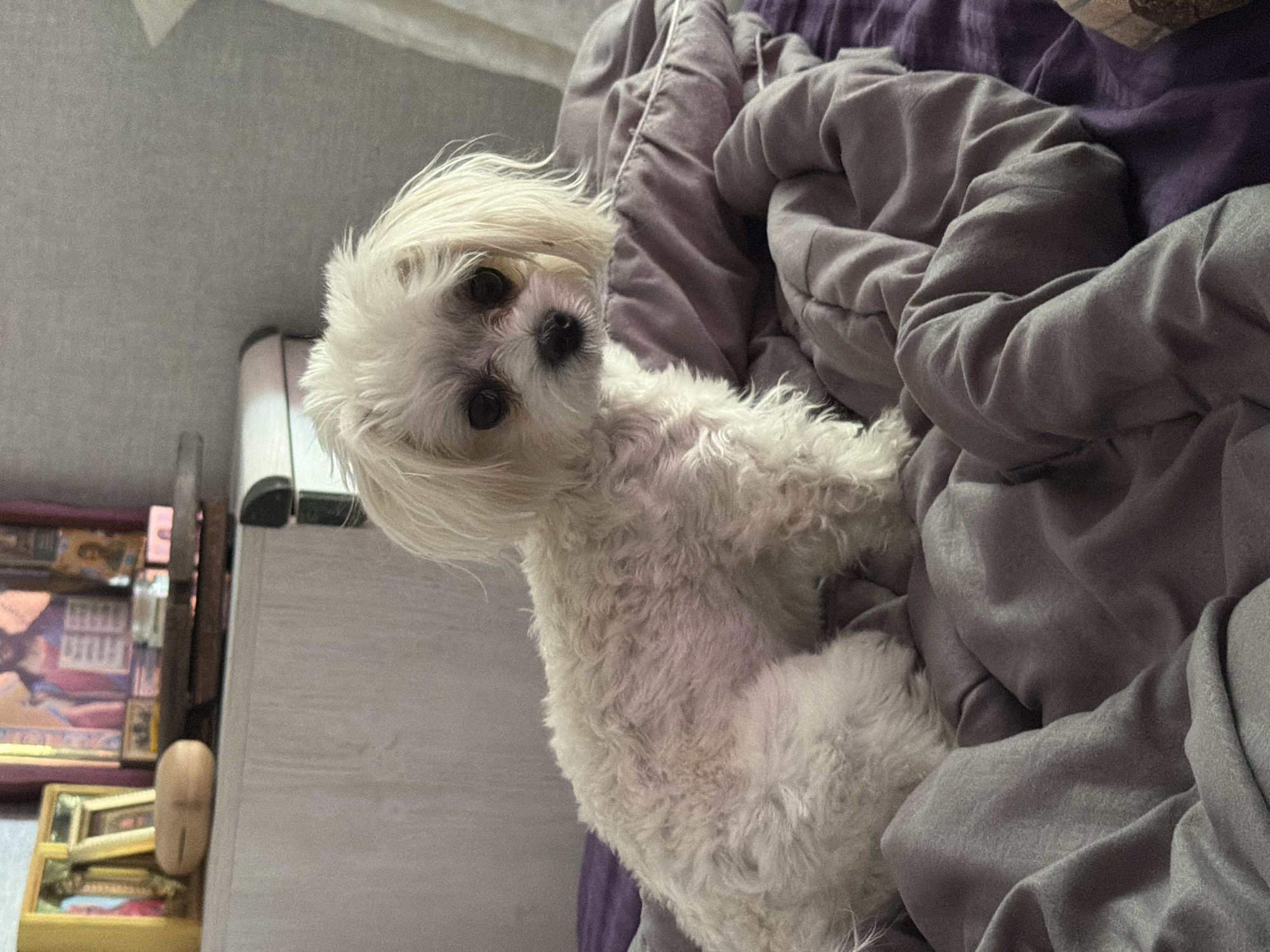 A small, white, fluffy dog with dark eyes sits on a bed covered in wrinkled gray and purple blankets. The dog is facing forward, looking at the camera. In the background, a white dresser with some religious icons and framed pictures is visible. The scene appears to be indoors, likely a bedroom. The location is identified as Sevastopol, Ukraine.