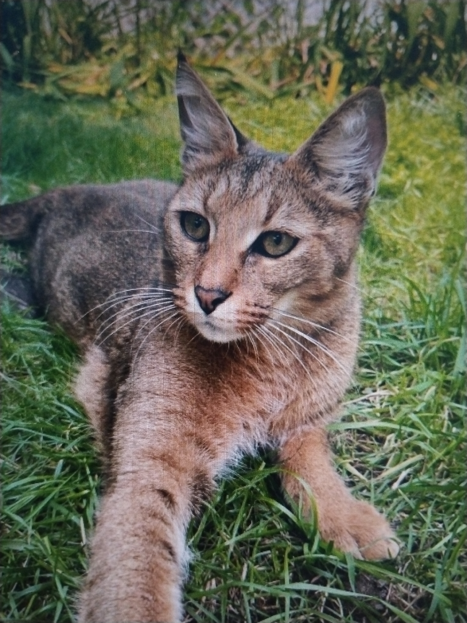 A medium shot photograph captures a tabby cat lying on vibrant green grass. The cat is positioned in the center of the frame, facing the viewer with its body angled slightly to the left. Its fur displays a pattern of brown and black stripes, with lighter tan markings on its chest and paws. The cat has prominent, pointed ears, large green eyes, and a dark nose. Long, white whiskers extend from its muzzle. The background consists of out-of-focus green foliage and grass, suggesting an outdoor setting. The image does not contain any elements that indicate a location in Buduan, Indonesia, or any urban environment.