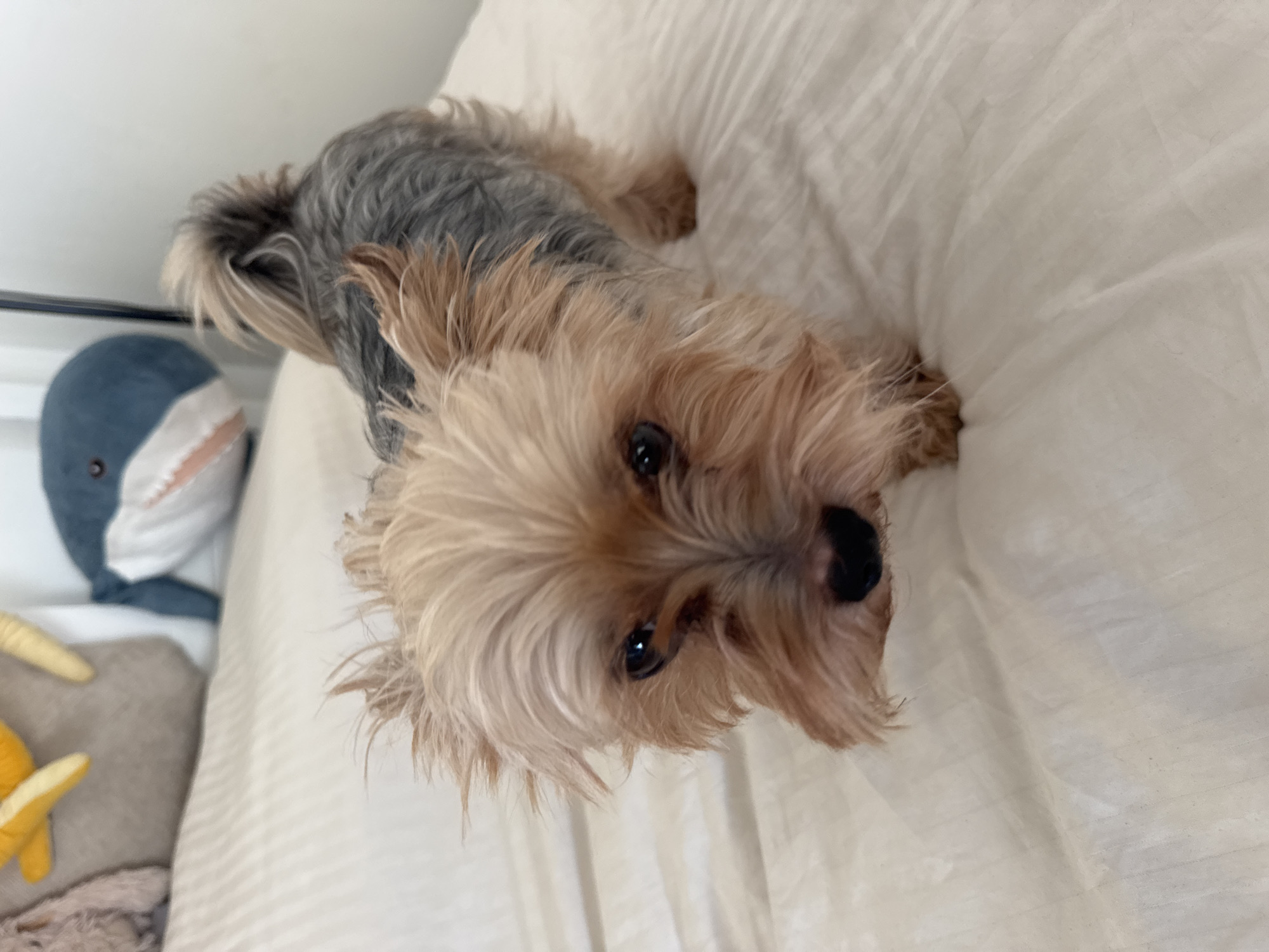 An adorable Yorkshire Terrier is captured in a close-up shot, standing on a white, textured surface, possibly a bed. The dog, with its characteristic tan and grey fur, is facing the camera with a curious expression. Its eyes are dark and attentive, and its nose is black. The fur around its face is slightly tousled, giving it a playful appearance. In the blurred background, two plush toys are visible: a yellow one with tentacles and a blue shark. The scene suggests a cozy, indoor setting. The image does not provide any information or context related to Agios Tychona Community, Cyprus.