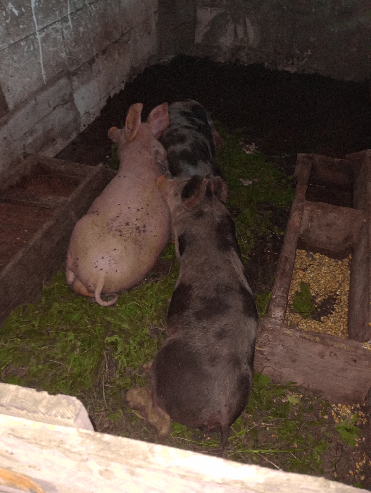 Three pigs are in a pen with a rough concrete wall in the background. The pen is filled with straw and dirt. Two wooden troughs are visible, one filled with animal feed and the other empty. One pig is light pink and the other two are dark gray. The pigs are facing away from the camera.