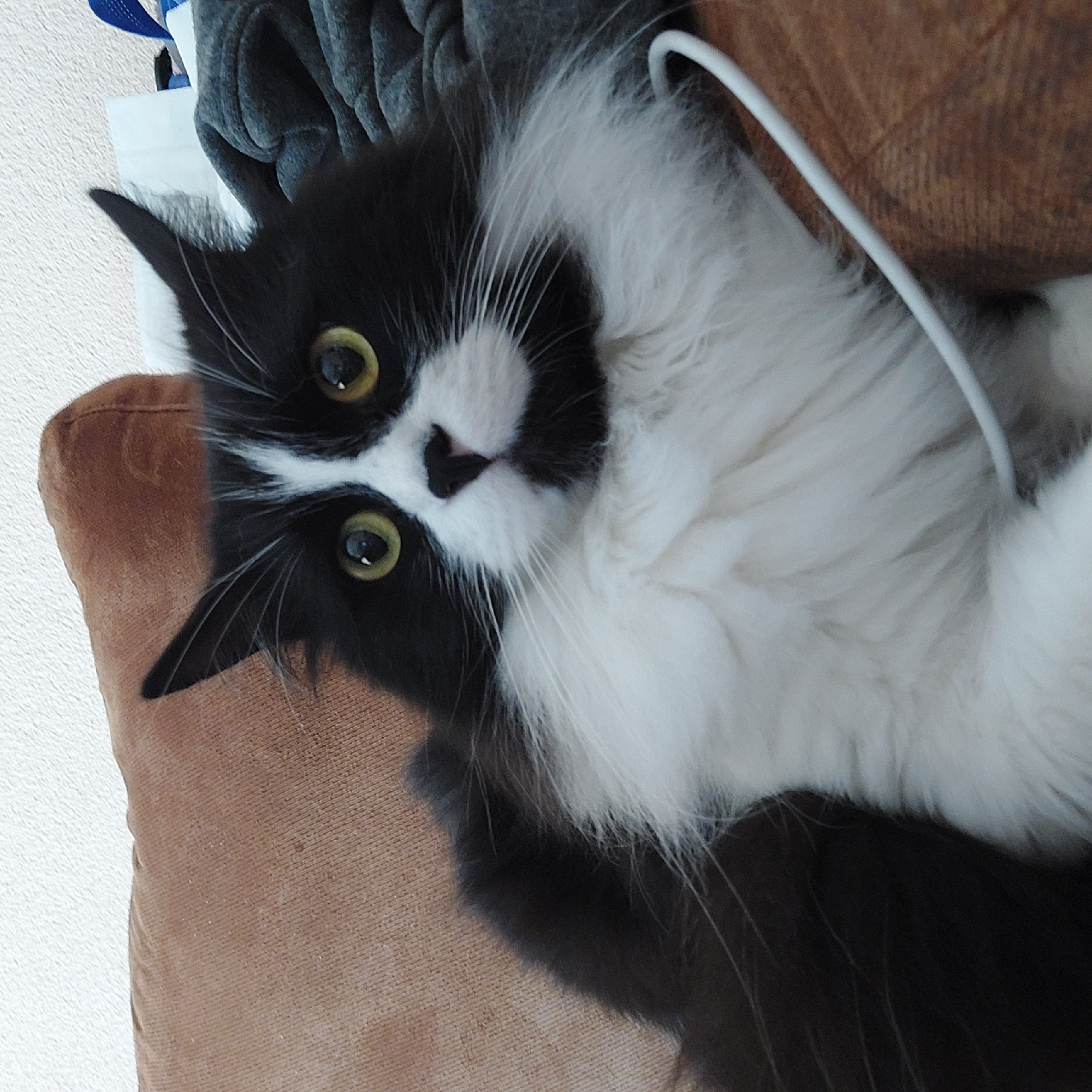 A black and white cat is lying on a brown cushion or sofa, appearing to be indoors. The cat has large, yellow-green eyes and a black, heart-shaped marking on its nose. A white cord or cable is visible near the cat. Other objects like gray clothing are present in the background. The location is unspecified and there is no evidence to connect the image to Plovdiv, Bulgaria.