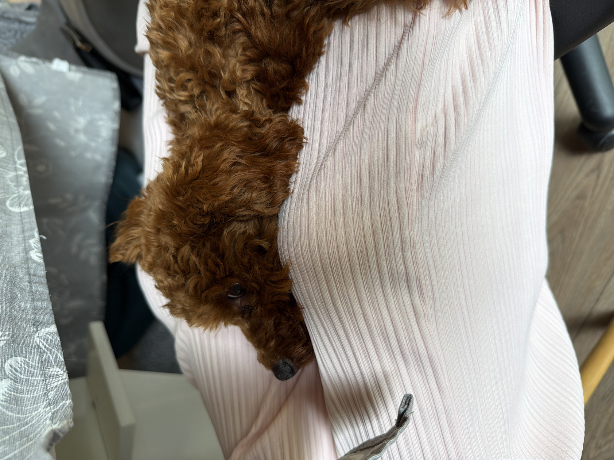 An auburn-colored poodle rests on a pink pleated fabric, its head facing left. The dog's eyes are open, and its nose is dark. A grey object with a loop is partially visible to the left of the dog. In the background, a grey fabric with a white floral pattern is visible above a light-colored shelf. The flooring appears to be wood. The scene is indoors, possibly a home environment.