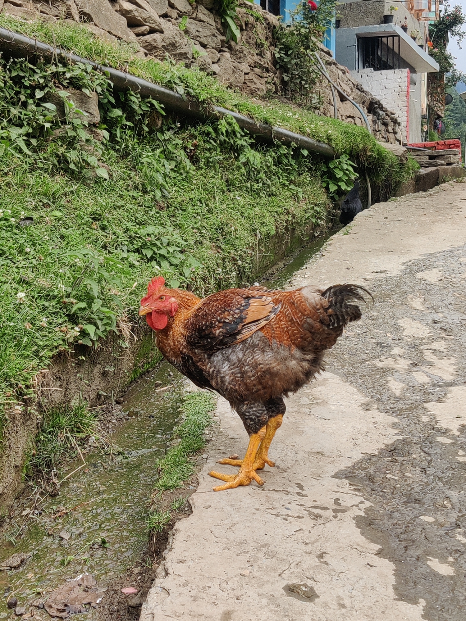 An adult rooster stands on a paved path in Vashisht, India. The rooster has brown and black feathers with a red comb and wattle. Its legs are yellow. To the left of the rooster is a ditch filled with water and green grass growing on its bank. Behind the ditch is a stone wall covered with more grass and a black pipe running horizontally across it. In the background, there are buildings made of concrete and brick, with some greenery and trees. The path is rough and uneven, with shadows cast by unseen objects. The scene appears to be a rural or semi-rural area within the town.
