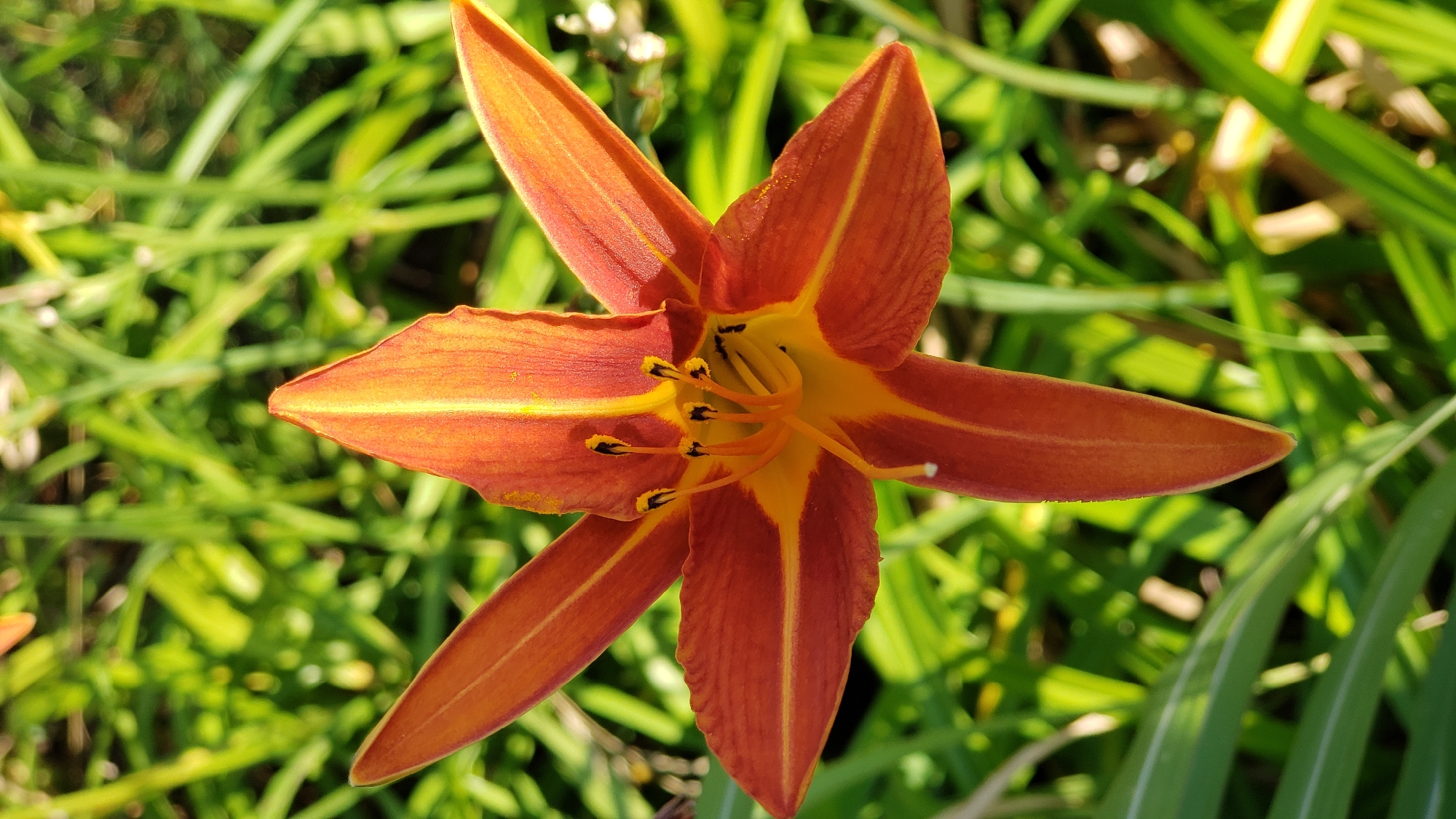 A close-up, top-down view of an orange lily flower with yellow markings dominates the center of the frame. The flower has six petals that taper to points, and within its center, yellow stamens tipped with black anthers are visible. The background consists of blurred green foliage, with some sunlight creating bright spots. This image was captured in Prešov, Slovakia.
