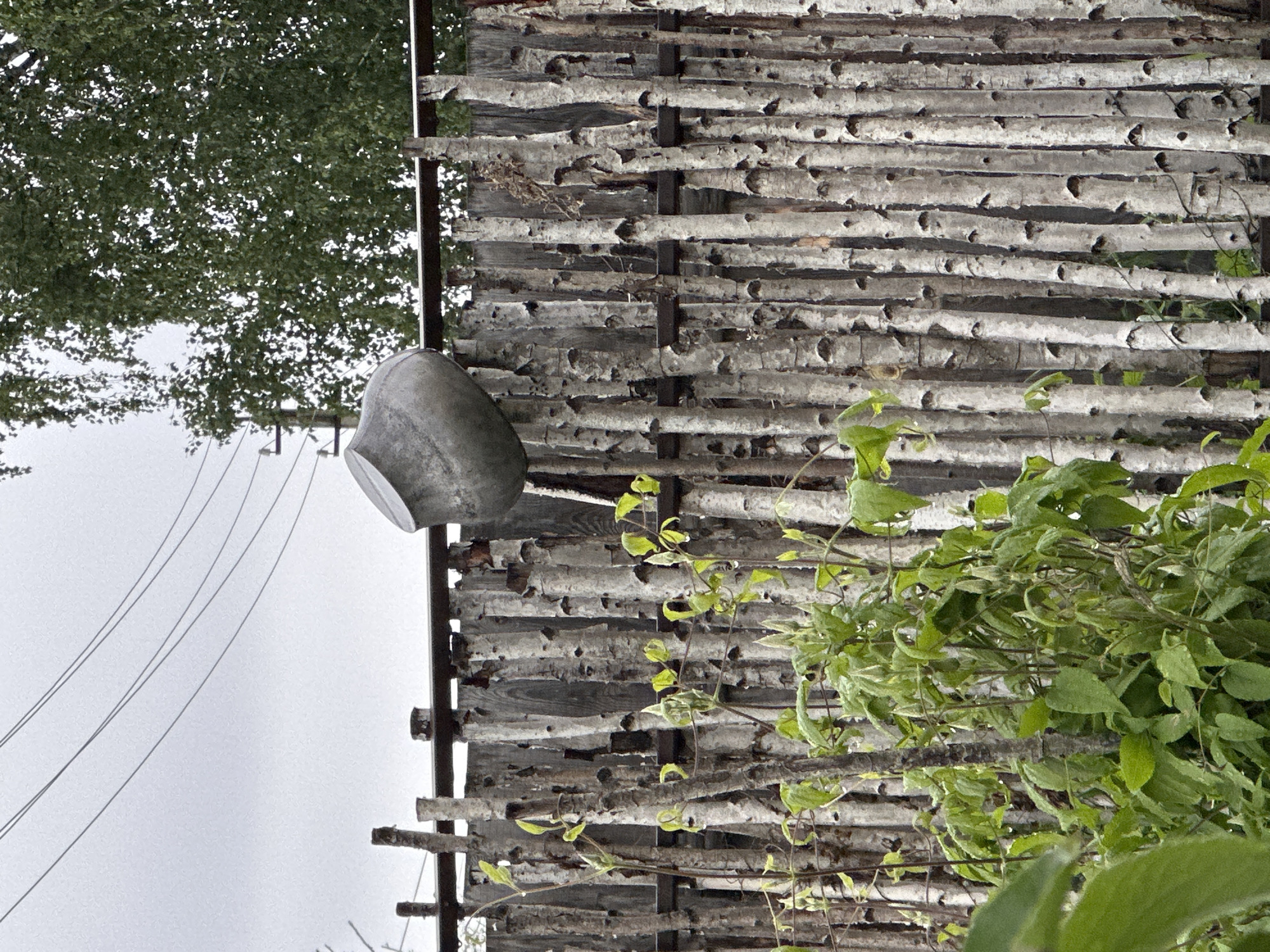 The scene depicts an outdoor environment, location Unknown, Unknown. A rustic fence, composed of numerous vertically arranged birch logs with white bark and black markings, extends horizontally across the middle ground. These logs are secured by visible dark horizontal supports running behind them. Positioned on the top horizontal support, slightly right of center, is a large, light grey or silver-colored metal pot, resting on its side with its opening angled upwards and to the left. In the immediate foreground, a dense mass of vibrant green foliage, exhibiting water droplets on its leaves, partially obscures the lower section of the fence. The upper background features an overcast, light grey sky. To the upper right, a dense canopy of green deciduous tree leaves is visible. Above the fence on the left side, multiple parallel power lines traverse the sky. No individuals are present in the image.