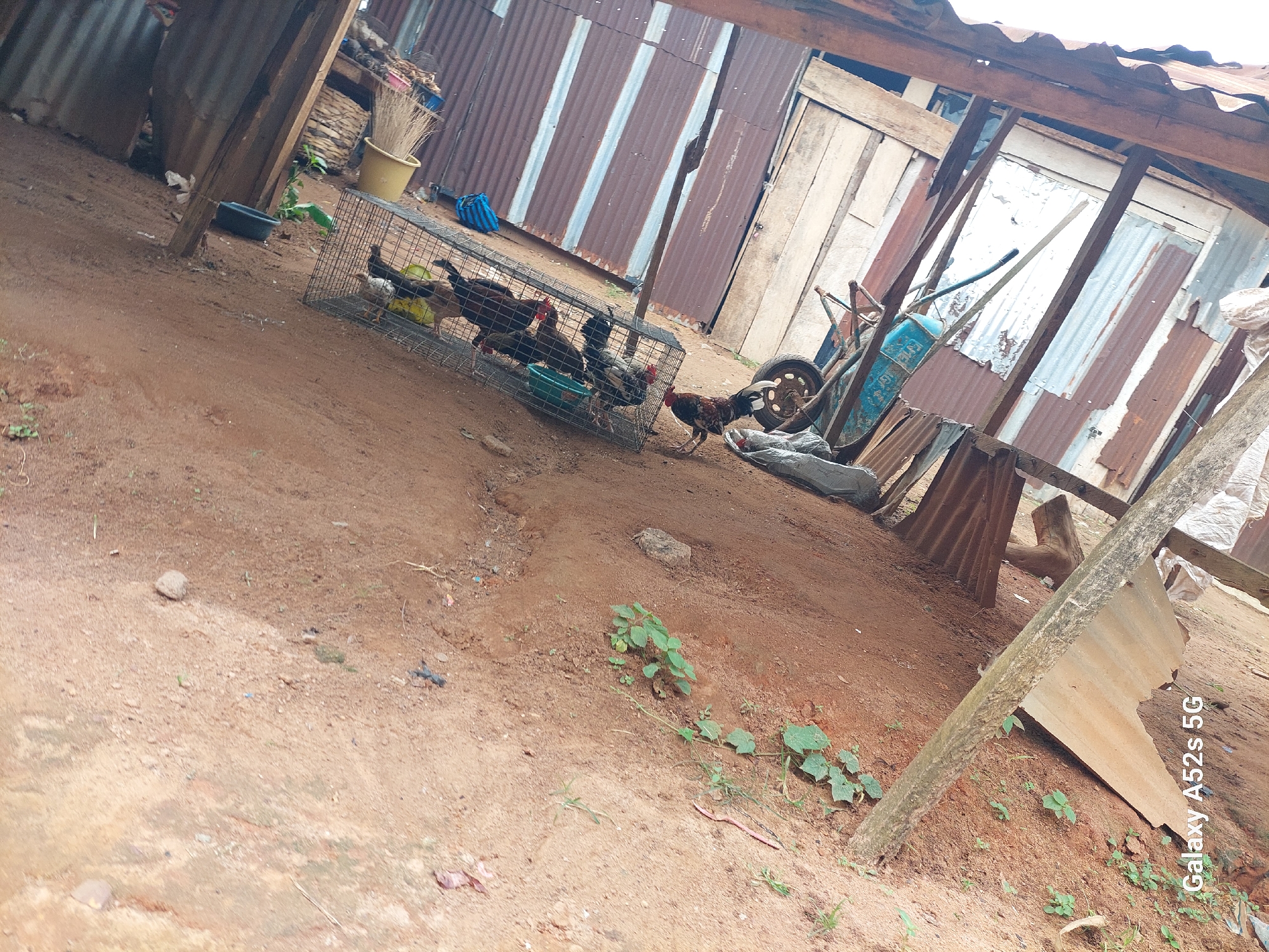 In Umudioka, Nigeria, a dusty, uneven ground forms the foreground of the image, with sparse green vegetation growing in patches. To the right, a rough wooden structure with corrugated metal roofing panels is visible, leaning at an angle. Within this structure, a wire cage containing several chickens stands on the ground. One chicken, with black and brown feathers and a red comb, is outside the cage in the foreground, standing on a wheeled platform which appears to be part of a cart. The overall scene suggests a rural or semi-rural setting with basic construction and animal husbandry. The image is marked with the text "Galaxy A52s 5G" in the lower left corner.