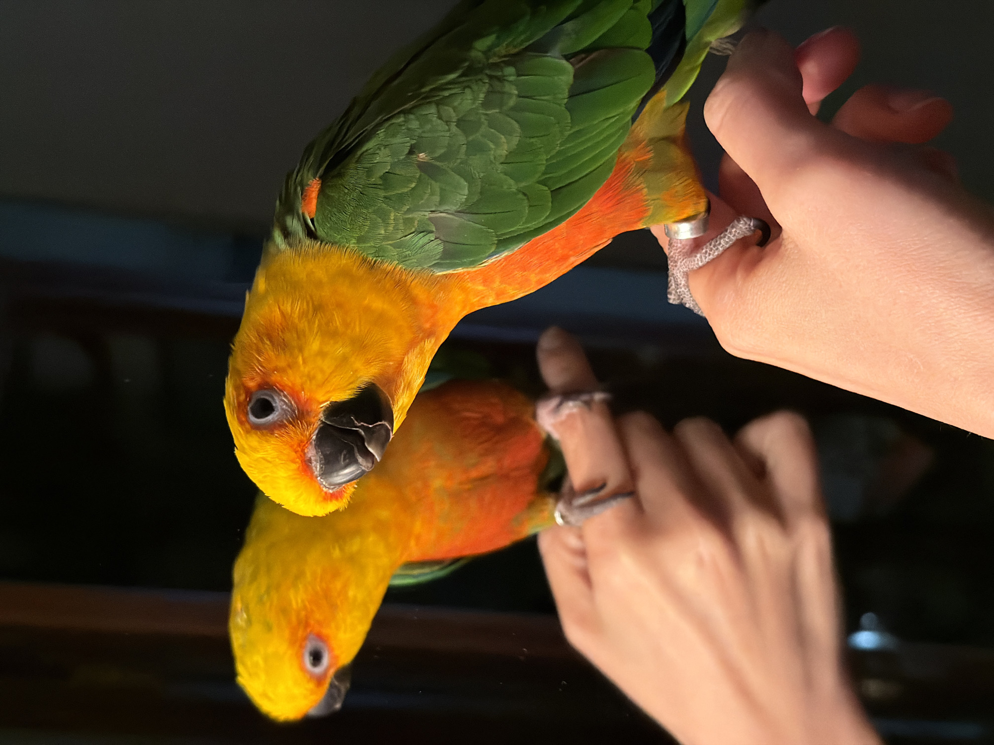 A close-up shot presents a sun conure parrot perched on someone's hand, with its reflection visible on a dark, glossy surface, possibly a table. The parrot has bright yellow head feathers, orange feathers around its neck, and green feathers on its wings and back. The person's hand, adorned with rings, is holding the parrot's feet. The reflection shows the parrot's underside and the underside of the hand. The background is dark and out of focus, giving a sense of being indoors. There's no information about the location in Khimki, Russia within the image's contents.