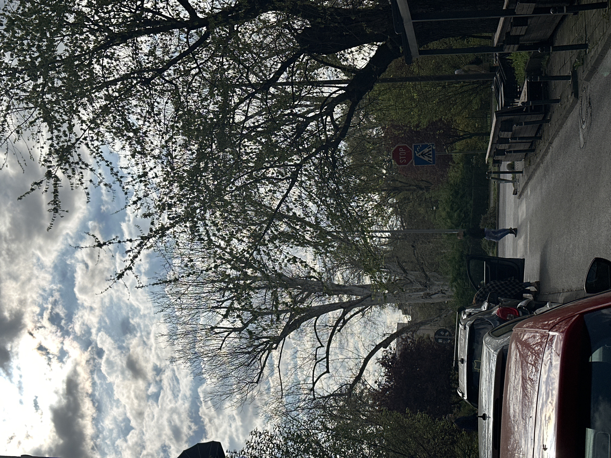 The image depicts a street scene in Novi Sad, Serbia. A tree with bare branches dominates the foreground, partially obscuring a cloudy sky. The road is lined with parked cars, with a red vehicle most prominent on the right side. A person is leaning into one of the cars parked on the street. On the opposite side of the street is a bus stop with several benches and a Stop sign, near a pedestrian crossing sign. Further down the road, other trees and foliage are visible. A person is walking on the street.