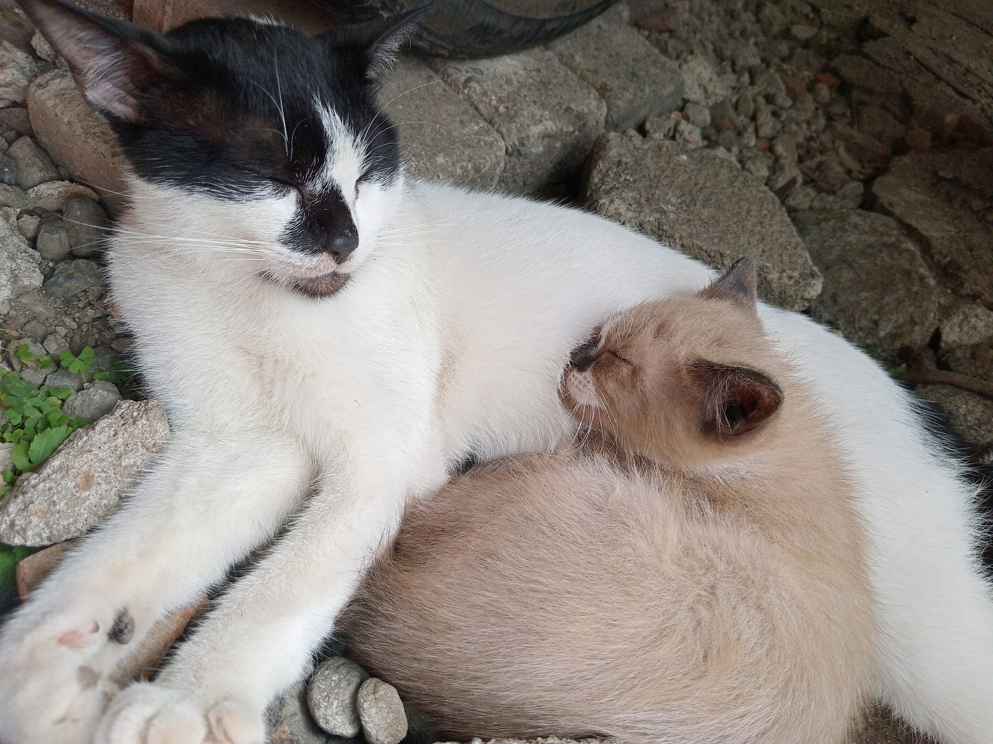 Two cats, one black and white and the other light brown, are resting together outdoors on a surface of rocks and gravel. The black and white cat is lying on its side with its eyes closed, and its head is resting on the brown cat's back. The brown cat is curled up and appears to be sleeping, with its head tucked under the larger cat's chin. The background consists of more rocks and some green foliage. The scene is consistent with a domestic setting in the village of Claket, Indonesia, possibly a yard or a pathway.