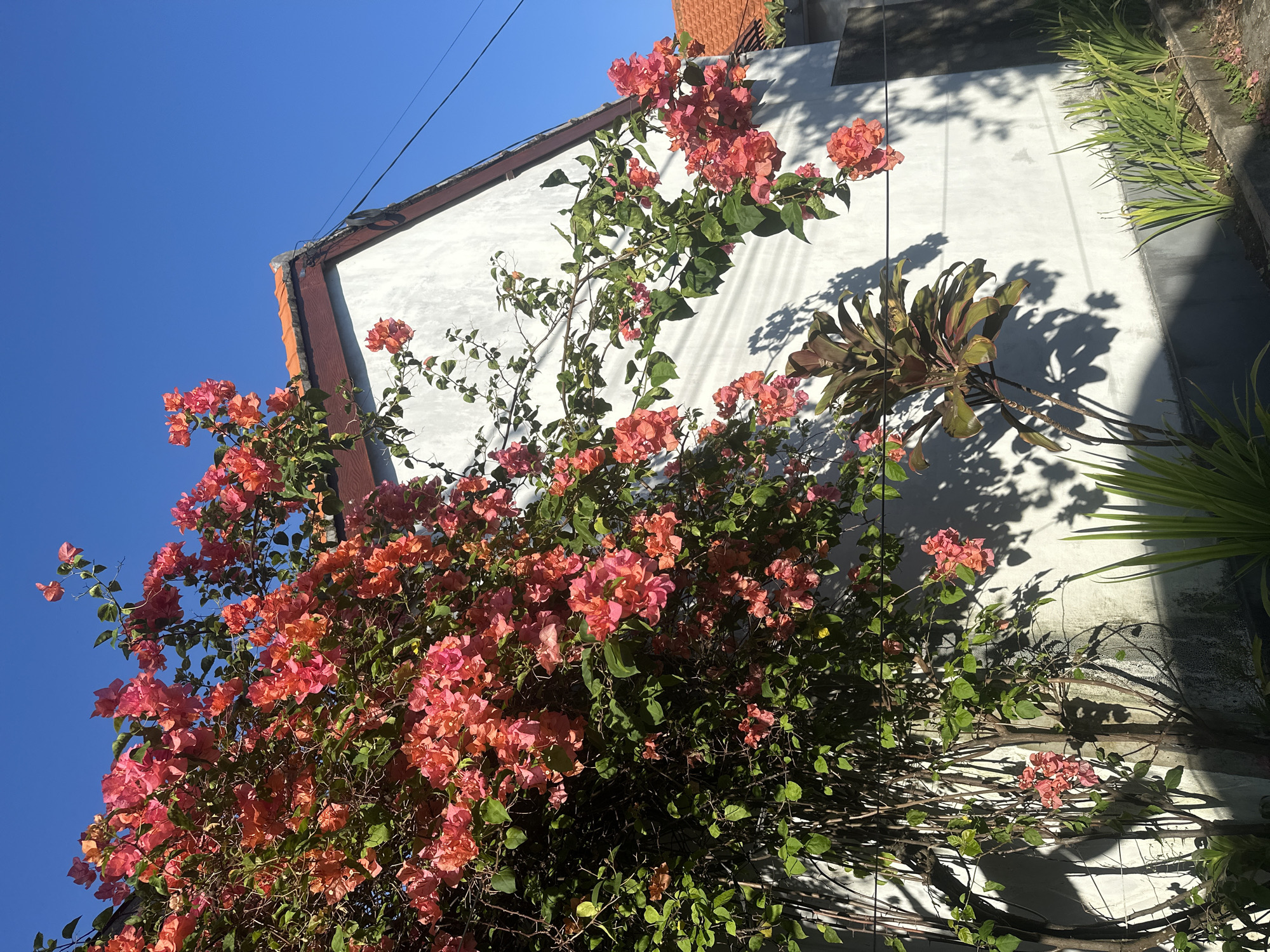The image depicts a section of a building in North Kuta, Indonesia, with a white exterior wall. A large bougainvillea plant with orange-red flowers climbs along the wall, partially obscuring it. A potted plant is attached to the wall to the right of the bougainvillea. The sky is clear and blue. The time of day is daytime, with strong sunlight casting shadows on the wall. The photo is taken at a low angle, looking up at the building and flowers. Power lines are visible against the blue sky.