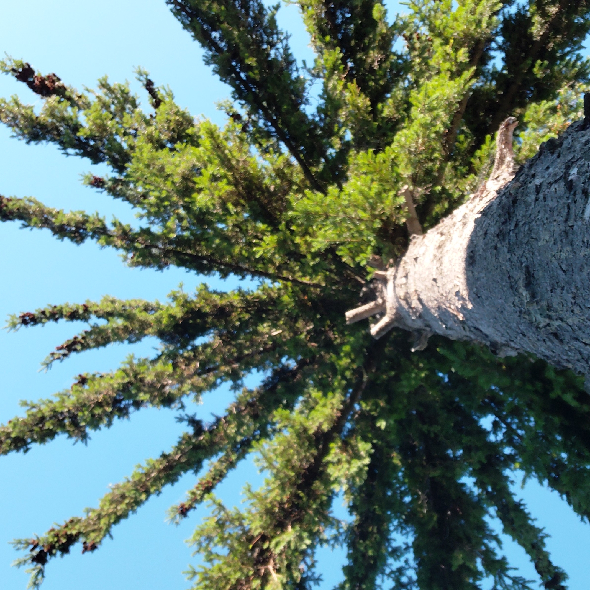 The image is a close-up, low-angle shot of a large tree trunk and its branches against a clear blue sky. The perspective is looking upwards from the base of the tree. The tree trunk, textured and grey, dominates the upper portion of the frame. Green pine needles and dark pinecones are visible on the branches, which extend outwards and downwards, filling the rest of the image. The scene is outdoors, with no people or specific urban features visible, suggesting a natural or park-like setting within or near the city of Novoselovo, Russia.
